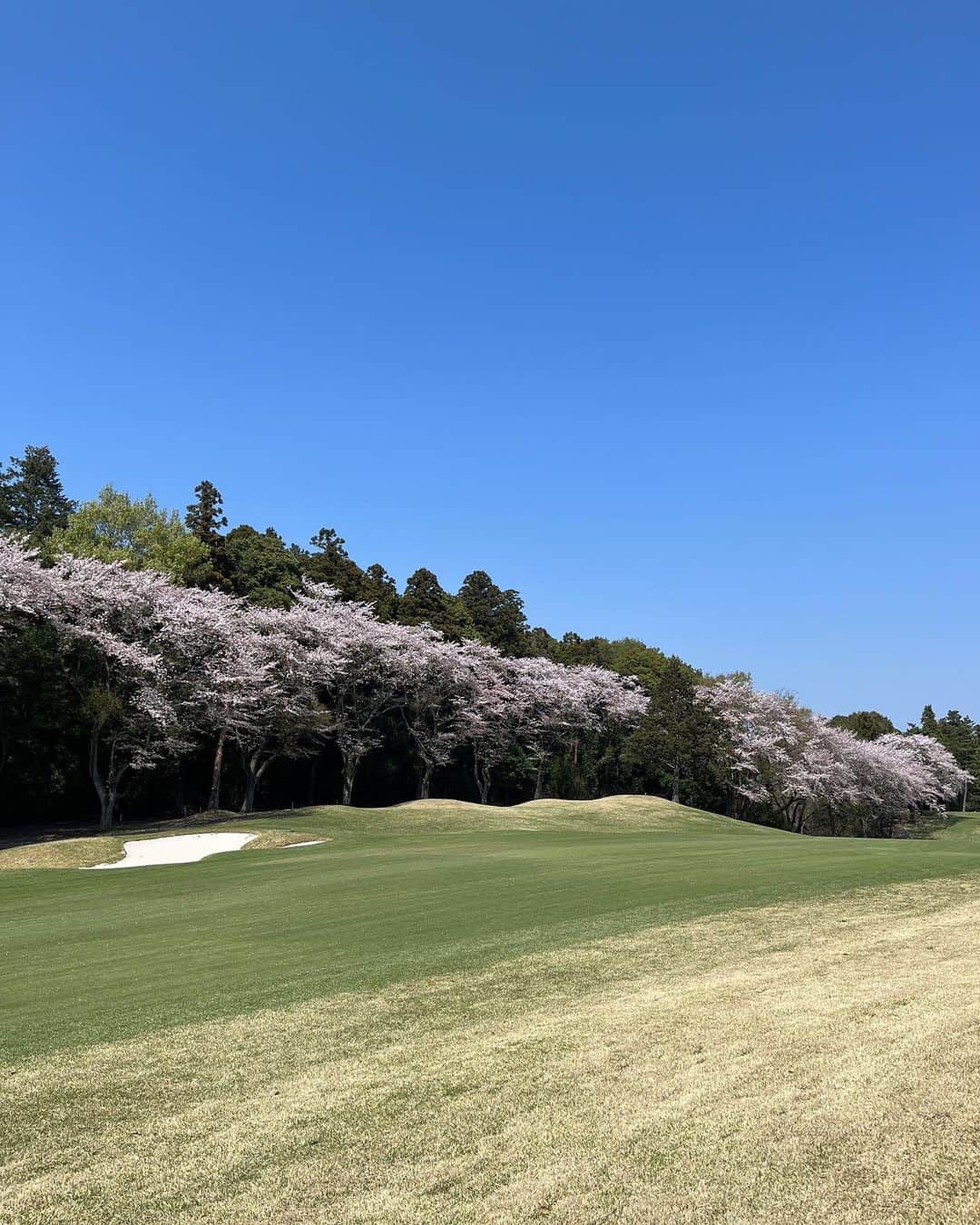 福田葉子さんのインスタグラム写真 - (福田葉子Instagram)「桜吹雪と鶯の囀りにまみれながらの春ゴルフ。満開の桜もいいけど散り際もまた素晴らしく良き。花酔いしそう…。 この季節、白いボールは花びらと同化して見つけにくいから、カラーボールでなきゃ！と昨年も言ってたのに忘れてて同じ過ちを…。人は同じ過ちを型で抜いたクッキーのように繰り返す………。 約4ヶ月ぶり？くらいの今年初ラウンドで、毎度のことながらまた大体忘れてて内容もスコアもめちゃくちゃ。あれ？去年100切ったの、あれ夢だったのかな？と笑ってしまいました。さあ再スタート。がんばろ。 #bloom #cherryblossom #spring #beautiful #peaceful #golf #round #weekend #桜　#桜吹雪　#お花見ゴルフ　#春　#習志野カントリー　#ゴルフ好き」4月2日 10時36分 - yoyoyokoko