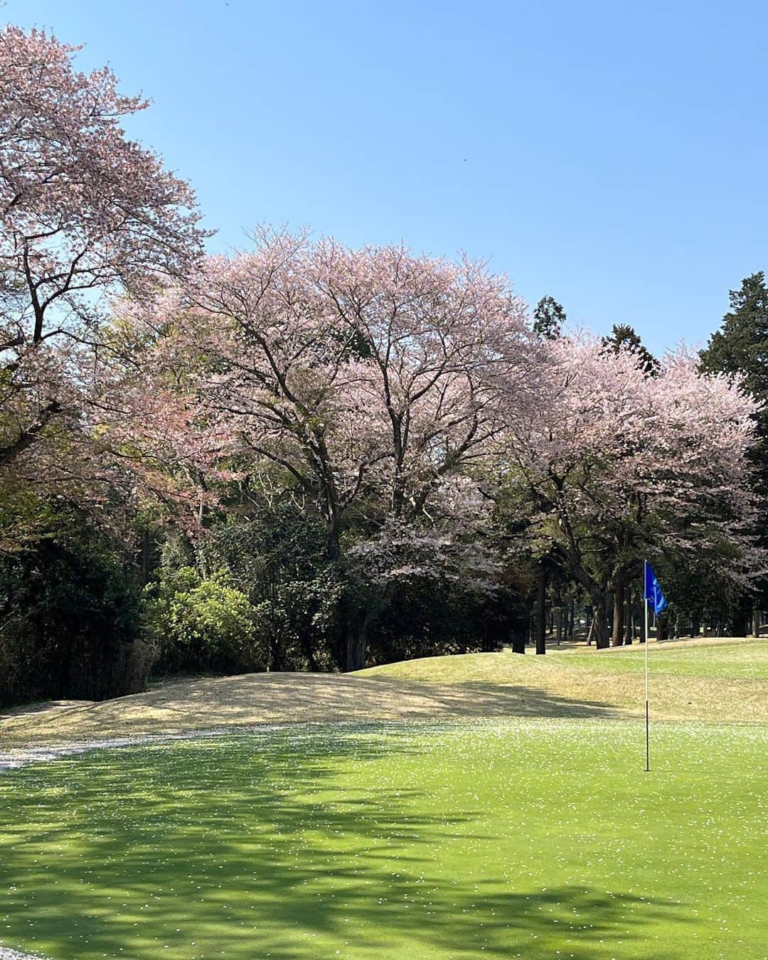 福田葉子さんのインスタグラム写真 - (福田葉子Instagram)「桜吹雪と鶯の囀りにまみれながらの春ゴルフ。満開の桜もいいけど散り際もまた素晴らしく良き。花酔いしそう…。 この季節、白いボールは花びらと同化して見つけにくいから、カラーボールでなきゃ！と昨年も言ってたのに忘れてて同じ過ちを…。人は同じ過ちを型で抜いたクッキーのように繰り返す………。 約4ヶ月ぶり？くらいの今年初ラウンドで、毎度のことながらまた大体忘れてて内容もスコアもめちゃくちゃ。あれ？去年100切ったの、あれ夢だったのかな？と笑ってしまいました。さあ再スタート。がんばろ。 #bloom #cherryblossom #spring #beautiful #peaceful #golf #round #weekend #桜　#桜吹雪　#お花見ゴルフ　#春　#習志野カントリー　#ゴルフ好き」4月2日 10時36分 - yoyoyokoko