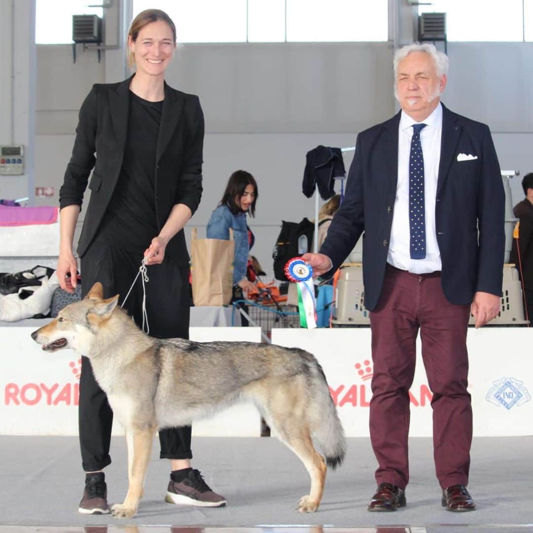 ヴァレンティナ・アリゲッティのインスタグラム：「🏆🇮🇹 Nuova Campionessa Italiana di Bellezza 🇮🇹🏆 💜 Mallika de @lafavoladellupo ~ Rajah~ 💜  Sei la nostra croce e delizia, sei meravigliosa perché qualsiasi cosa ti chiediamo di fare, con i tuoi tempi, la fai! Ma noi ti amiamo per questo ♥️ Ad Maiora… • Raduno di Montichiari • Internazionale di Aosta  • Nazionale di Albenga • Raduno di Albenga  • Internazionale di Sanremo  • Internazionale di Novara  #canelupocecoslovacco #canelupocecoslovaccoitalia #campioneitalianodibellezza」