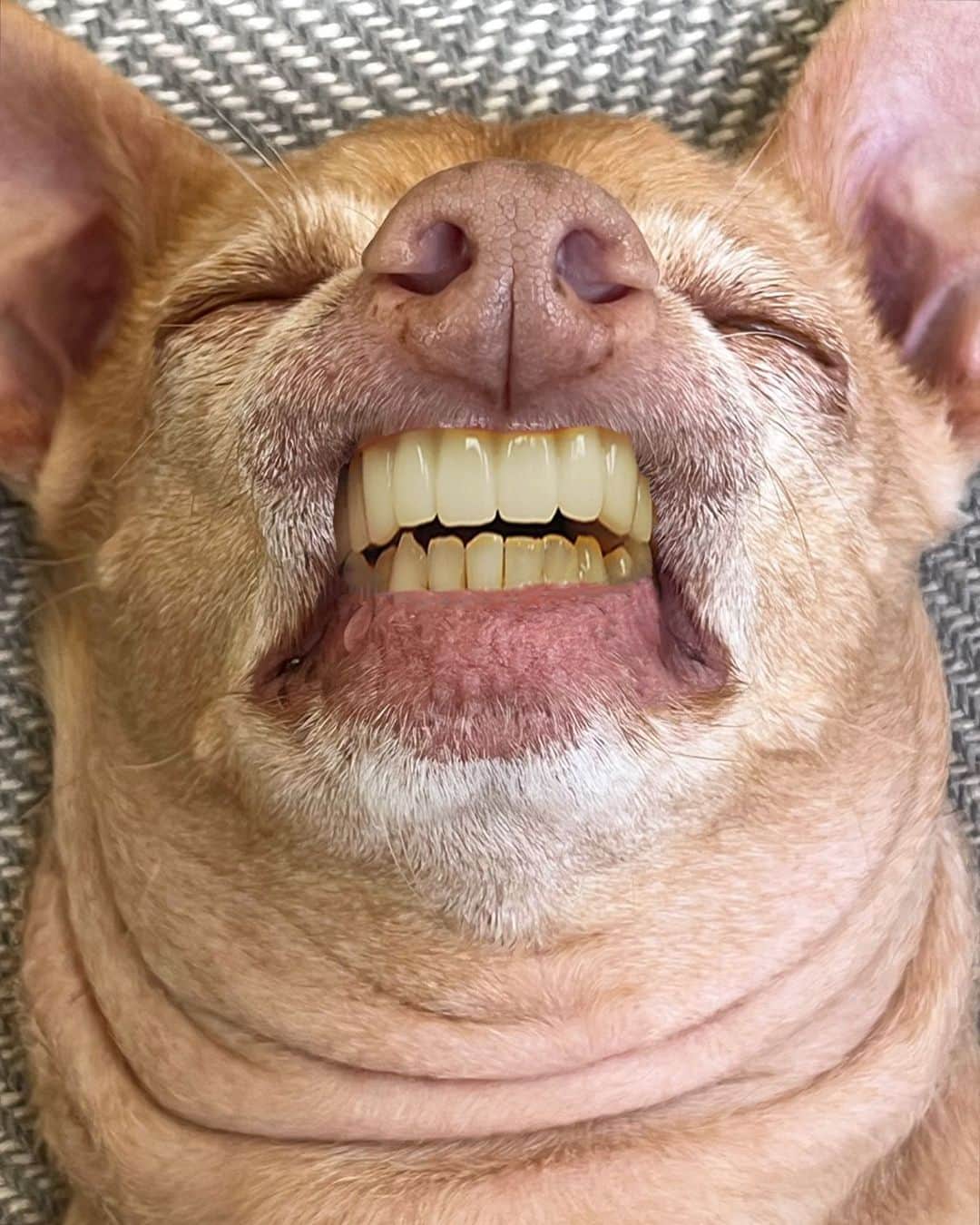Tuna {breed:chiweenie} のインスタグラム：「His front teeth started to decay and couldn’t be saved, so dentures were our only option. Are they too obvious? Be honest. 😬 Ps: He also got some work done on his #shrivelneck」