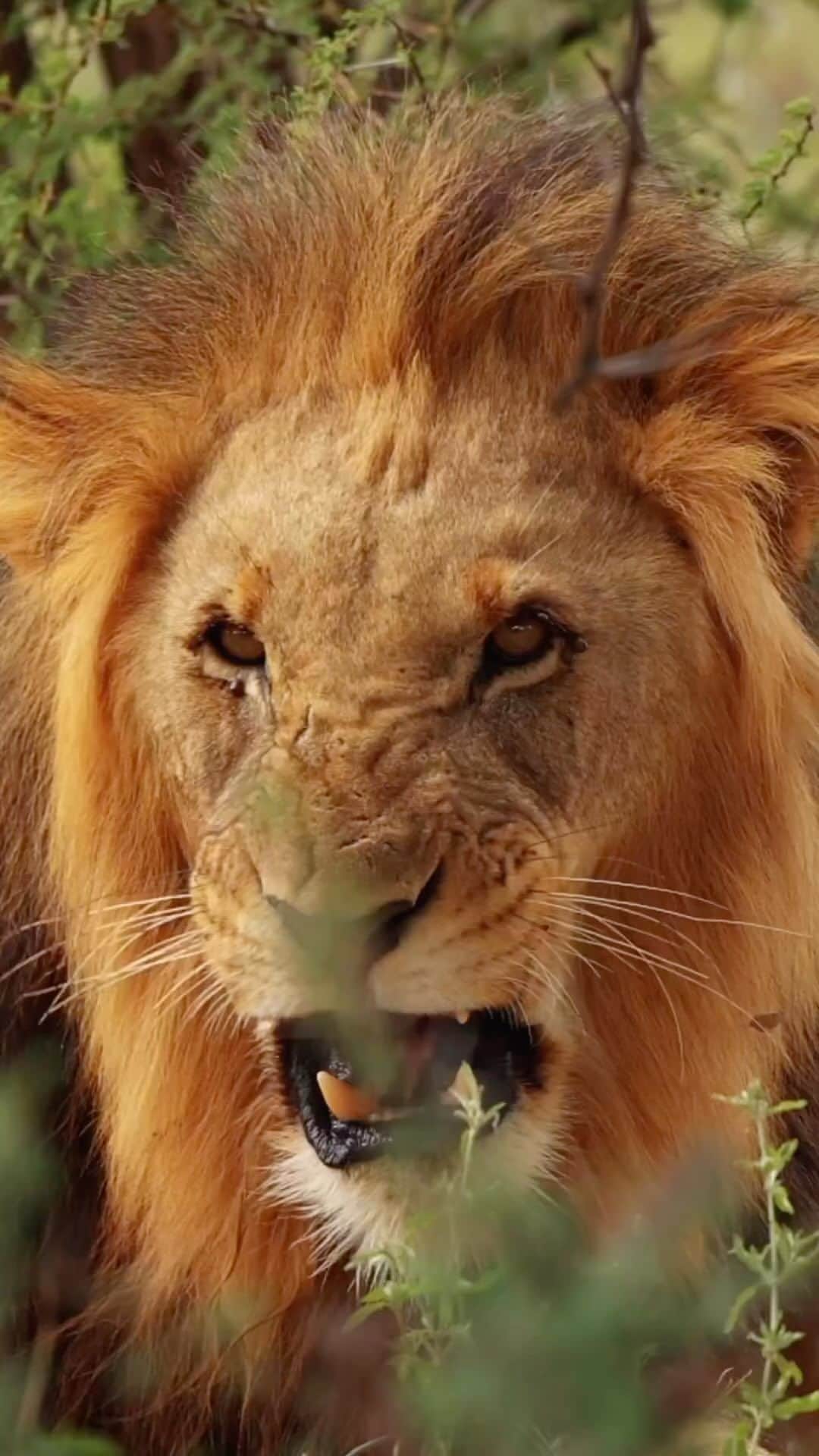WildLifeのインスタグラム：「There are few things like the stare and the sound of an adult Male Lion. Video by @ffwildlife_photography • • • P.S. The sound just fits the bill for this clip 😁 And a bit of an experiment 👌 #wildark #wildlifeofafrica #wildlifevideos #wildlife #Lion #natureismetal #reels #explorepage #wildlife_perfection #maratabaluxurylodges #canonrsa #lionsofinstagram #bigcats #bigcatswildlife」