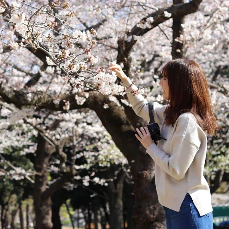 千種ゆり子のインスタグラム：「桜を愛でる🌸 . . . 南関東の桜は、この土日まで持ちましたね！ . やっぱり桜は最高です！ . 今日も良い1日を🌸 . . . photo by @yota1029」