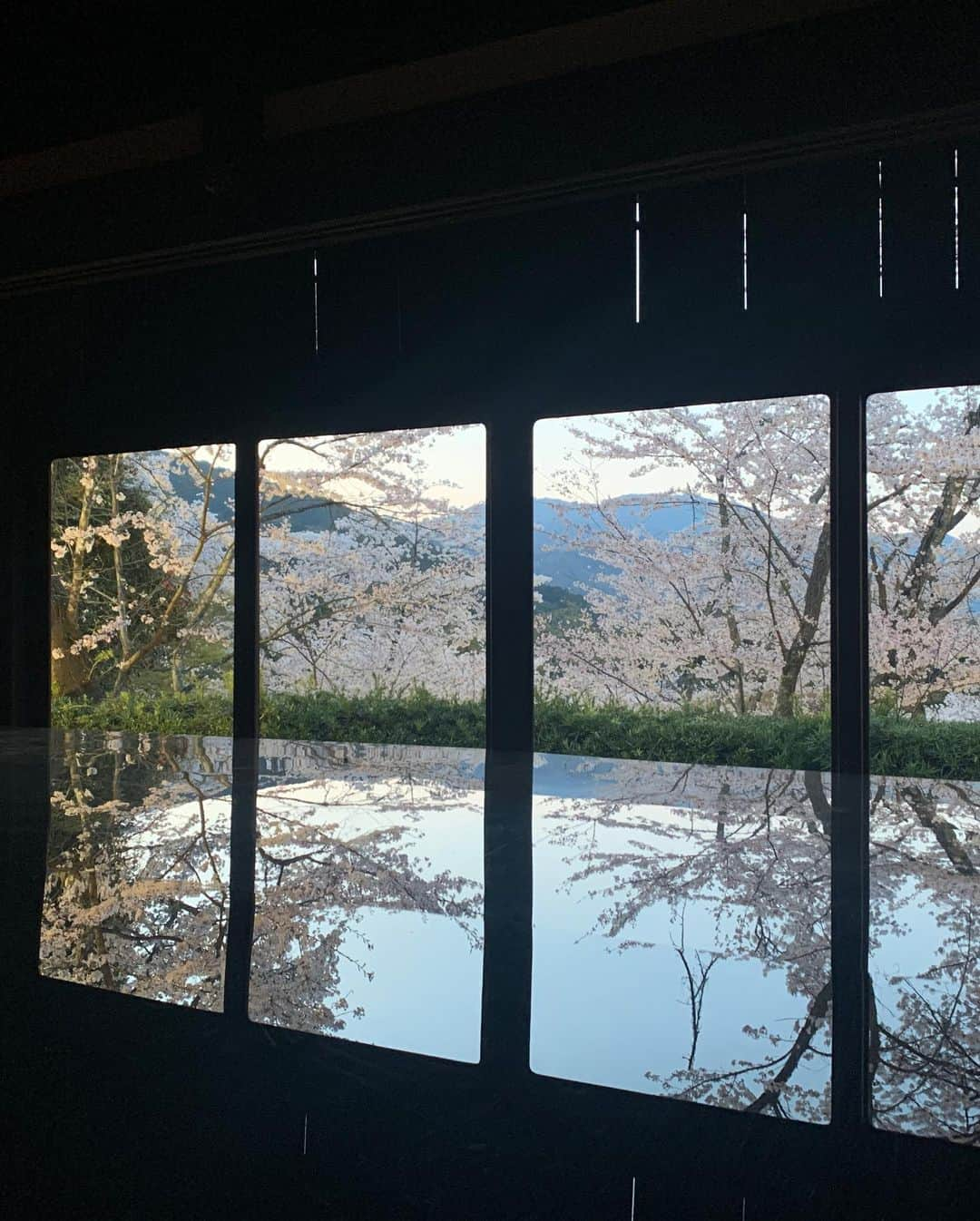 るるさんのインスタグラム写真 - (るるInstagram)「⁡ 　 　 昨日は、滋賀県の三井寺へお花見に🤗🌸✨　 ⁡ ⁡ もう、めちゃくちゃテンション上がった😁💖　 ⁡ ⁡ 有名な観月舞台は、五分間だけだったけど ⁡ 堪能できました♪      境内の桜も全て満開で ⁡ 本当に美しかった〜☺️🌸🌸🌸　 ⁡ ⁡ また来年も行きたいな🤗💕　 　 ⁡   ⁡ おしまい❤️ ⁡ ⁡ ⁡ ⁡ ⁡ ⁡ ⁡ ⁡ #自分大好き #自分ファースト #笑顔が人を幸せにする #美しさは社会貢献 #自己肯定感アップへの道 #吉報士 #ノーマスク #マスクを外そう #深呼吸しよう #花見  #花見スポット  #三井寺  #桜 #桜スポット  #桜ライトアップ」4月2日 7時37分 - ruru430