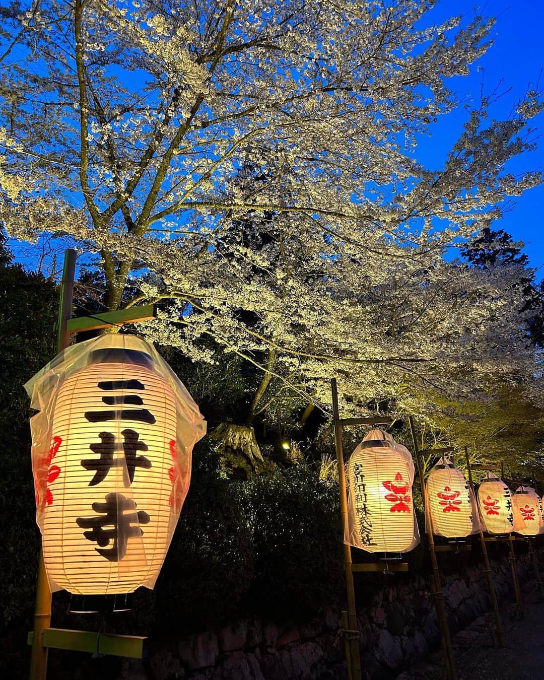 るるさんのインスタグラム写真 - (るるInstagram)「⁡ 　 　 昨日は、滋賀県の三井寺へお花見に🤗🌸✨　 ⁡ ⁡ もう、めちゃくちゃテンション上がった😁💖　 ⁡ ⁡ 有名な観月舞台は、五分間だけだったけど ⁡ 堪能できました♪      境内の桜も全て満開で ⁡ 本当に美しかった〜☺️🌸🌸🌸　 ⁡ ⁡ また来年も行きたいな🤗💕　 　 ⁡   ⁡ おしまい❤️ ⁡ ⁡ ⁡ ⁡ ⁡ ⁡ ⁡ ⁡ #自分大好き #自分ファースト #笑顔が人を幸せにする #美しさは社会貢献 #自己肯定感アップへの道 #吉報士 #ノーマスク #マスクを外そう #深呼吸しよう #花見  #花見スポット  #三井寺  #桜 #桜スポット  #桜ライトアップ」4月2日 7時37分 - ruru430