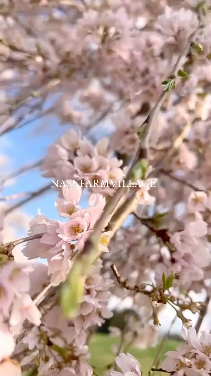 紗栄子のインスタグラム