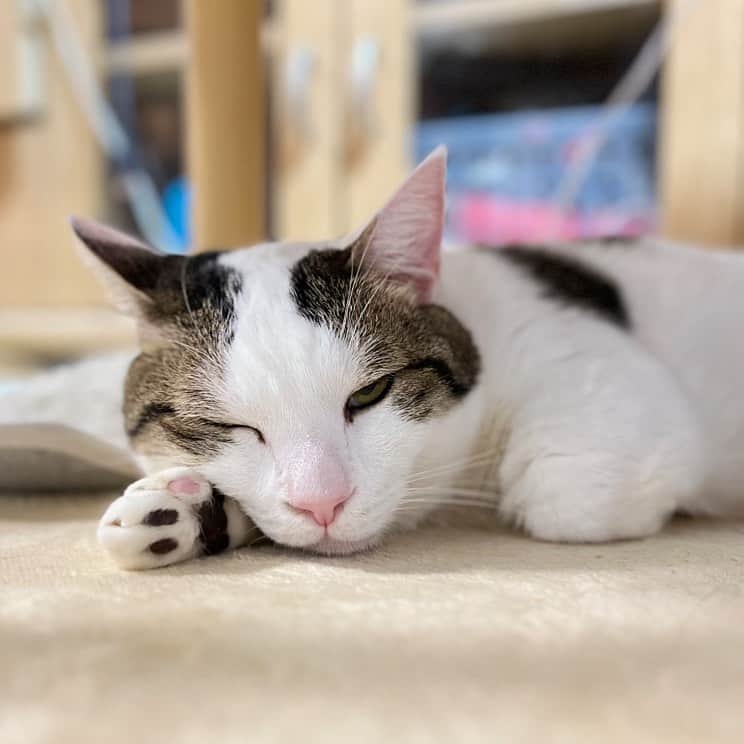 ひのき猫さんのインスタグラム写真 - (ひのき猫Instagram)「「よっ！」って感じで(´･Д･)」」4月2日 8時24分 - hinoki.cute.kitten