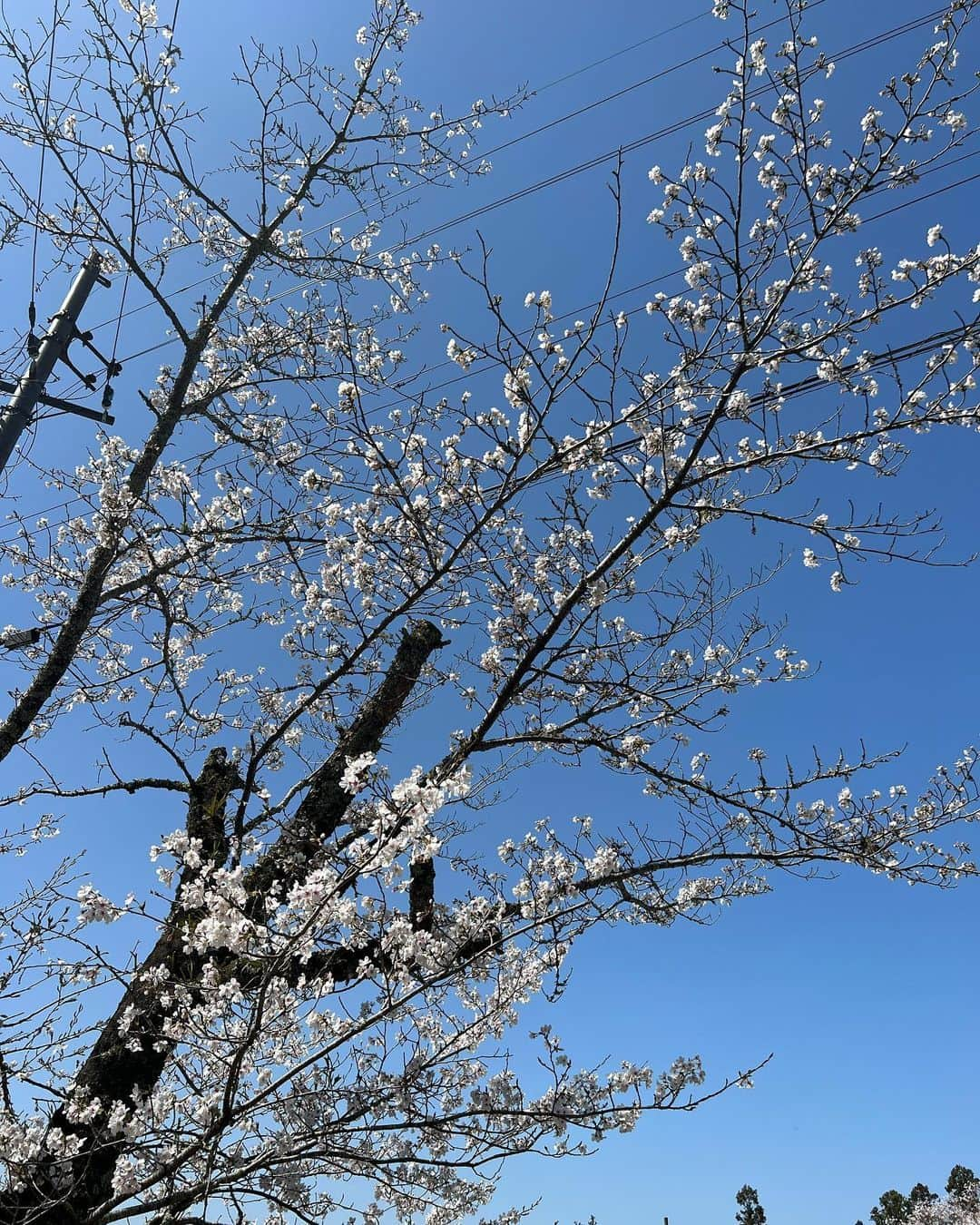 四十住さくらさんのインスタグラム写真 - (四十住さくらInstagram)「Spring🌸😷  #4月 #april #春 #花粉症  #3月 #march #skateboard  #久しぶりに #もみじ と#gスケ  #4月 #4日 #さんま御殿 #みてね  #四十住さくら #西矢椛」4月2日 8時30分 - sakura_yosozumi