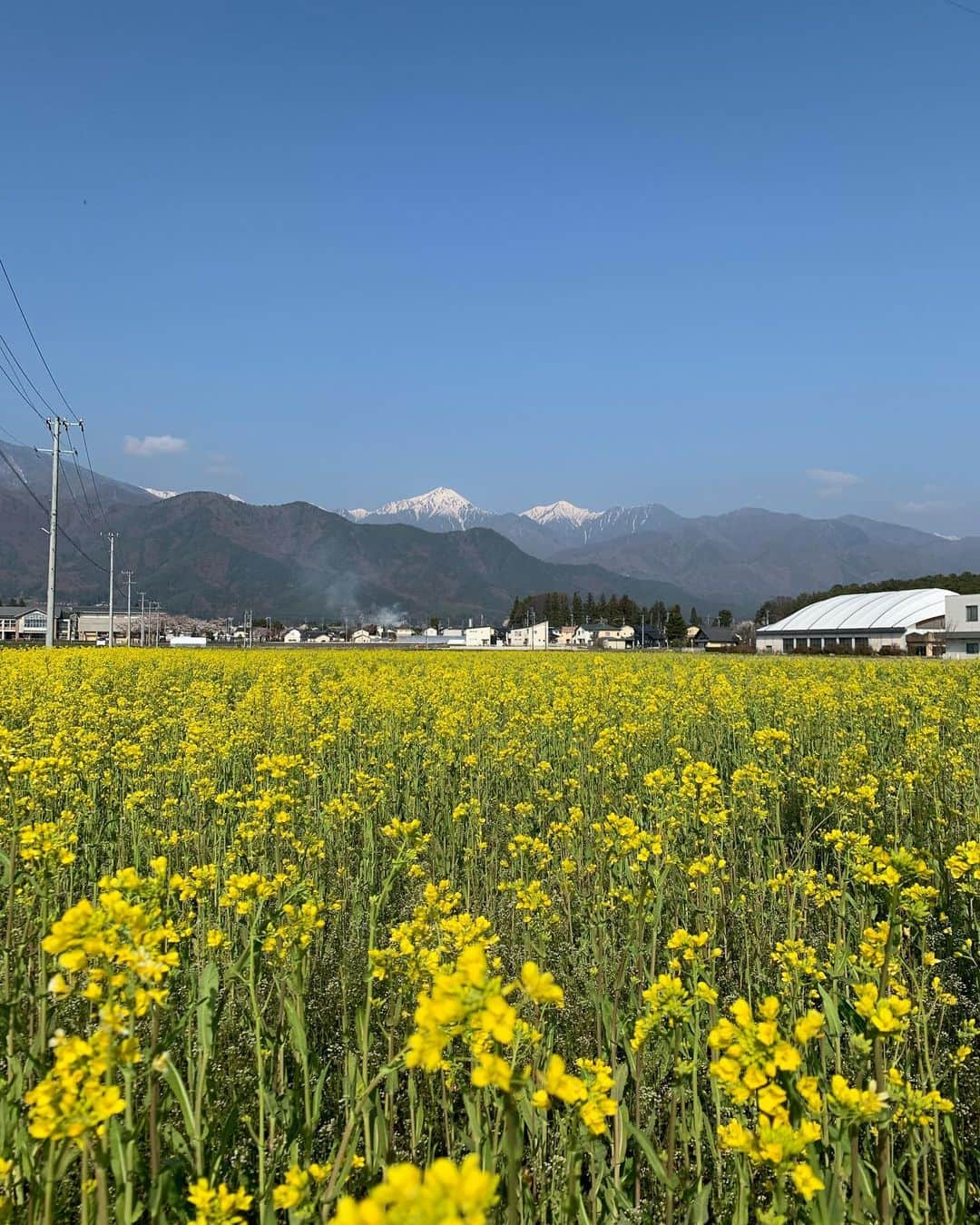 チックンとプーちゃんのふるさと? From Japan??のインスタグラム：「おはよう日曜日🏔🌼 #安曇野#青空#常念岳#菜の花#日曜日」