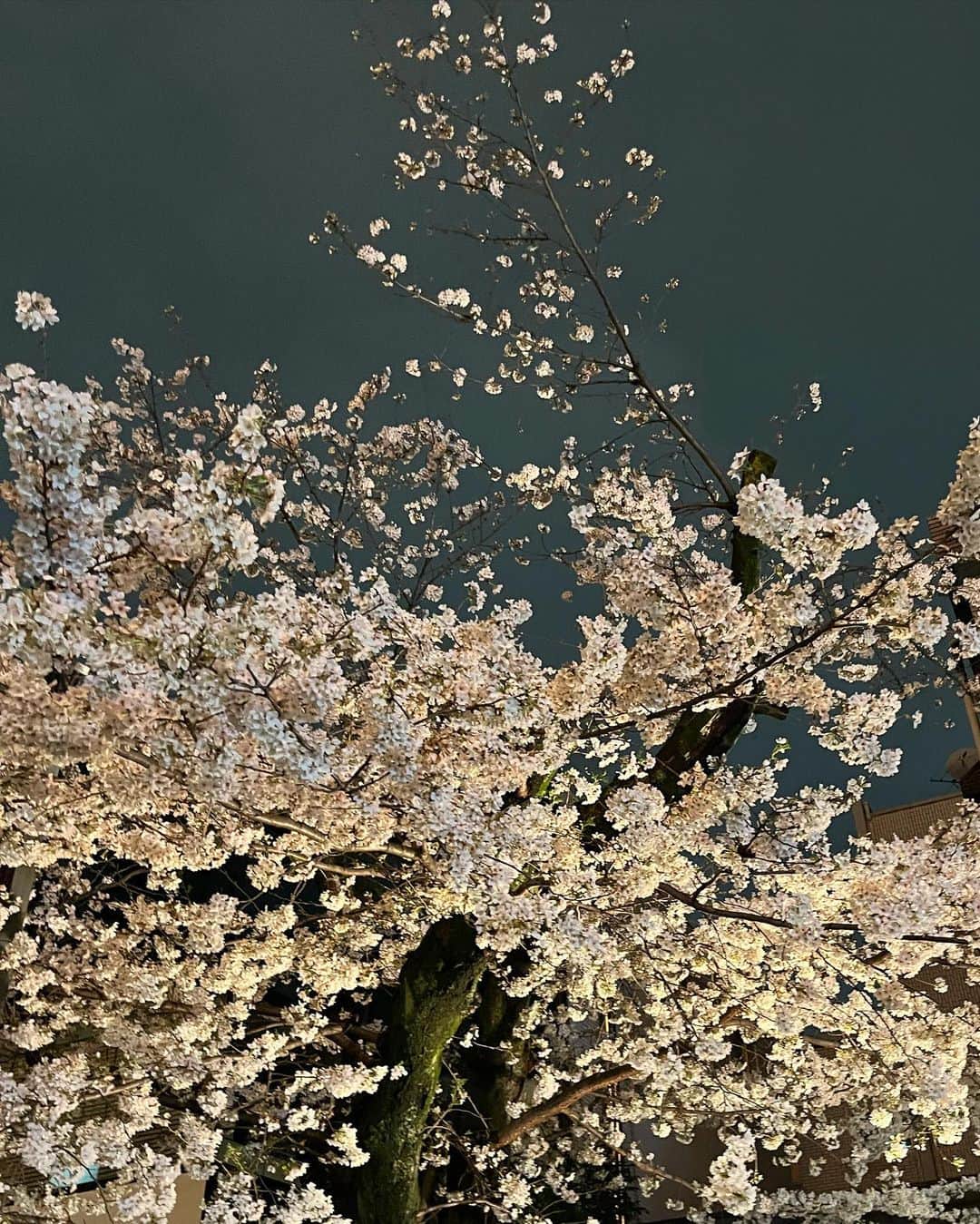 平塚日菜さんのインスタグラム写真 - (平塚日菜Instagram)「.  .  .  .  美味しかったあいがけカレーと  桜と  今日のわたし🦋♡」4月2日 19時48分 - hiratsukahina