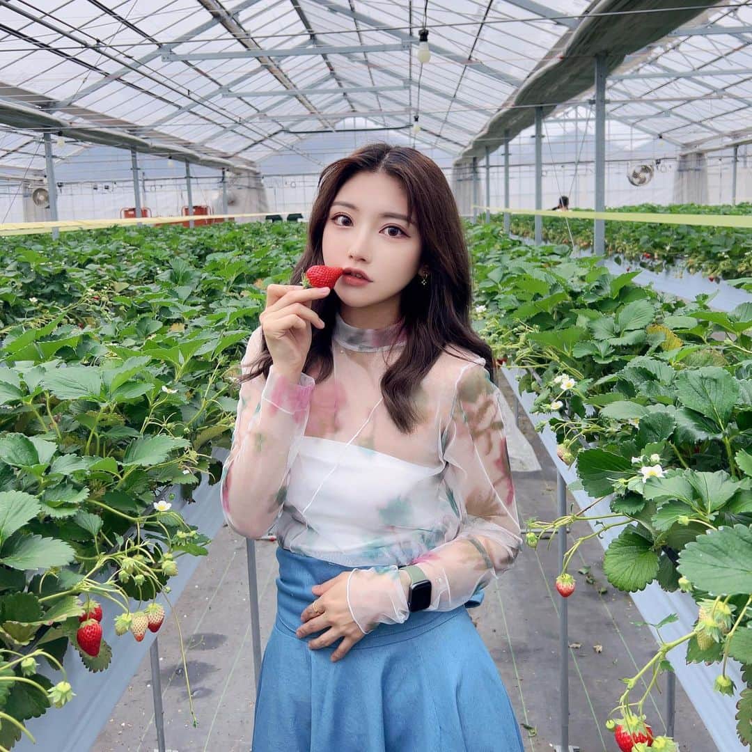 AYAのインスタグラム：「いちご狩り〜〜🍓🧺☁  ハチ🐝に追いかけ回されて 逃げ回った……（笑）  #いちご狩り#いちご#韓国巻き#🍓 #ロイヤルパーティー」