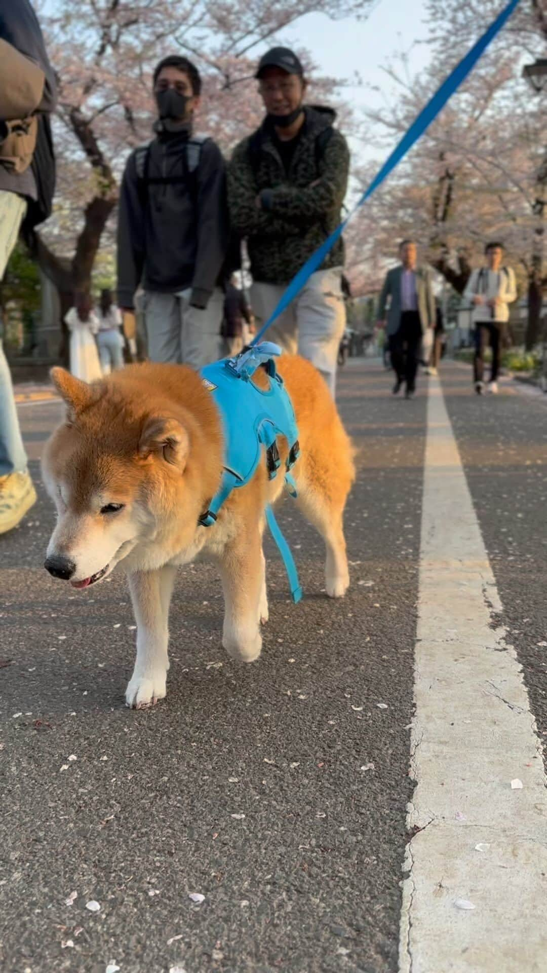 まる（まるたろう）のインスタグラム