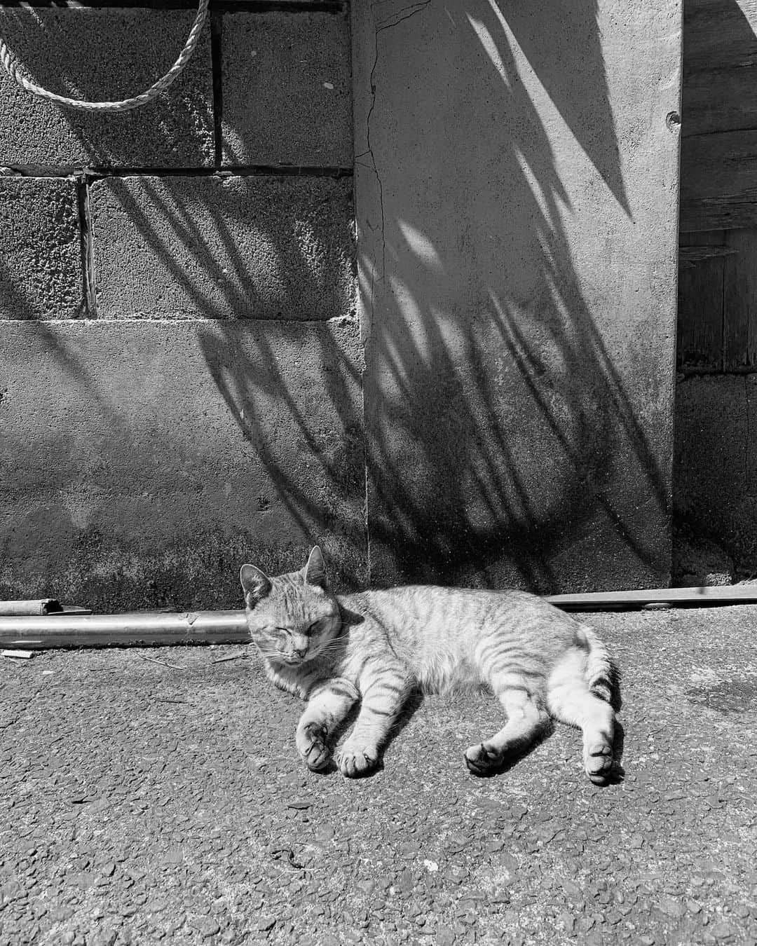 INO hidefumiのインスタグラム：「港の猫」