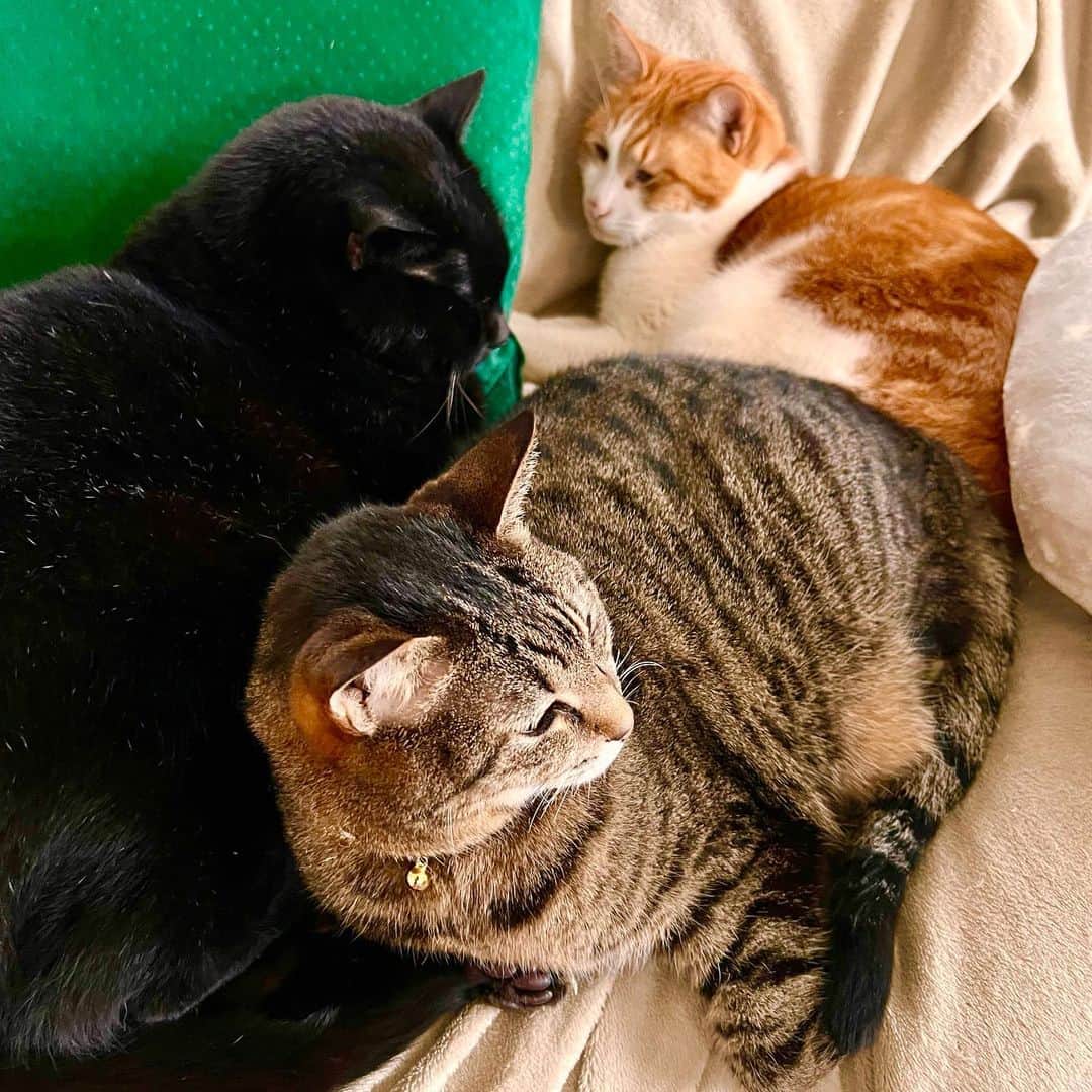 ピエール瀧さんのインスタグラム写真 - (ピエール瀧Instagram)「共に暮らす猫の皆」4月2日 18時27分 - pierre_taki
