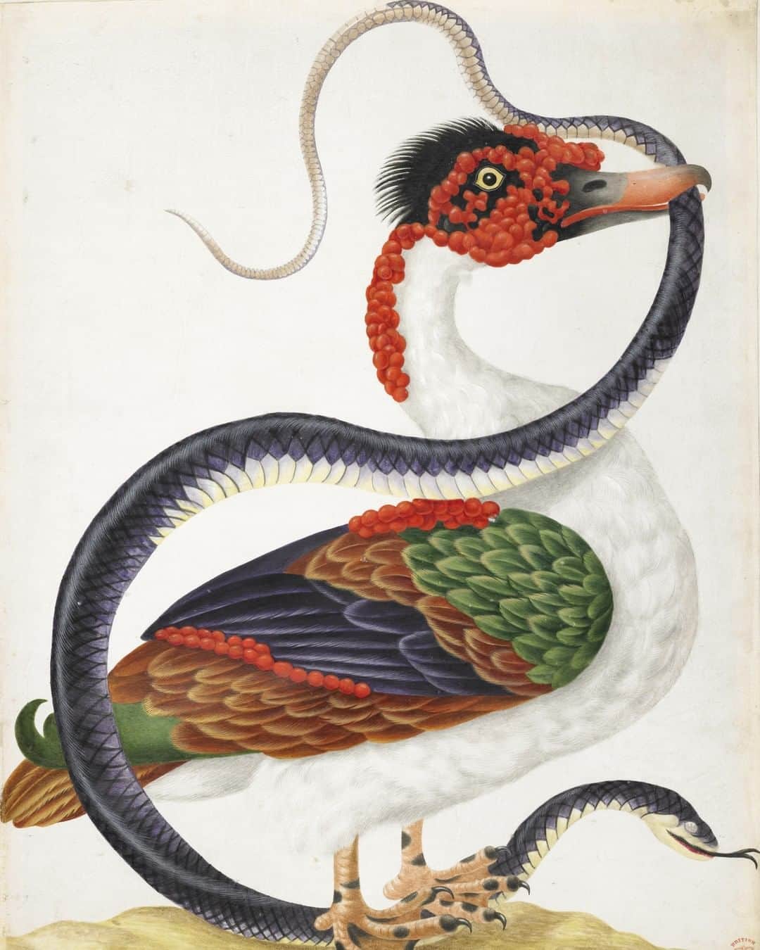 大英博物館のインスタグラム：「Trailblazing botanical artist Maria Sibylla Merian was born #OnThisDay in 1647 🦜🦋🌿  Maria Sibylla Merian was a botanical artist of exceptional originality and a respected scholar of the natural sciences. She was also a successful businesswoman who paid little attention to the conventions of her day.  Her fame stems from a remarkable journey from 1699 to 1701 to the Dutch colony of Surinam on the equatorial northeast coast of South America. Today, Suriname is the smallest independent country in South America. Made at her own expense, she was accompanied by her younger daughter Dorothea.   The trip resulted in a magnificent work, ‘Metamorphosis insectorum Surinamensium’ (The transformation of the insects of Suriname) published in Amsterdam in 1705, which brought her international acclaim.  As well as being an important contribution to natural science, her illustrations were admired for their magnificent details and lifelike feel 🦟🦗🐛  Read more about Maria Merian’s life via the link in our bio.  🔎 Maria Sibylla Merian (1647–1717), ‘A Muscovy duck, standing on the head of a snake, the tail in its mouth’ from the album ‘Merian’s drawings of Surinam Insects’. Watercolour and bodycolour on vellum, about 1701–1705.   🔎 Maria Sibylla Merian (1647–1717), ‘Life cycles of two moths’ from the album ‘Merian’s drawings of Surinam Insects’. Watercolour and bodycolour on vellum, about 1701–1705.   🔎 Maria Sibylla Merian (1647–1717), ‘Golden Plover with examples of two butterflies’ from the album ‘Merian’s drawings of Surinam Insects’. Watercolour and bodycolour on vellum, about 1701–1705.   🔎 Maria Sibylla Merian (1647–1717), ‘Pineapple and examples of five insects’ from the album ‘Merian’s drawings of Surinam Insects’. Watercolour and bodycolour on vellum, about 1701–1705.   #BritishMuseum #WomenArtists #NaturalHistory #MariaSibyllaMerian」