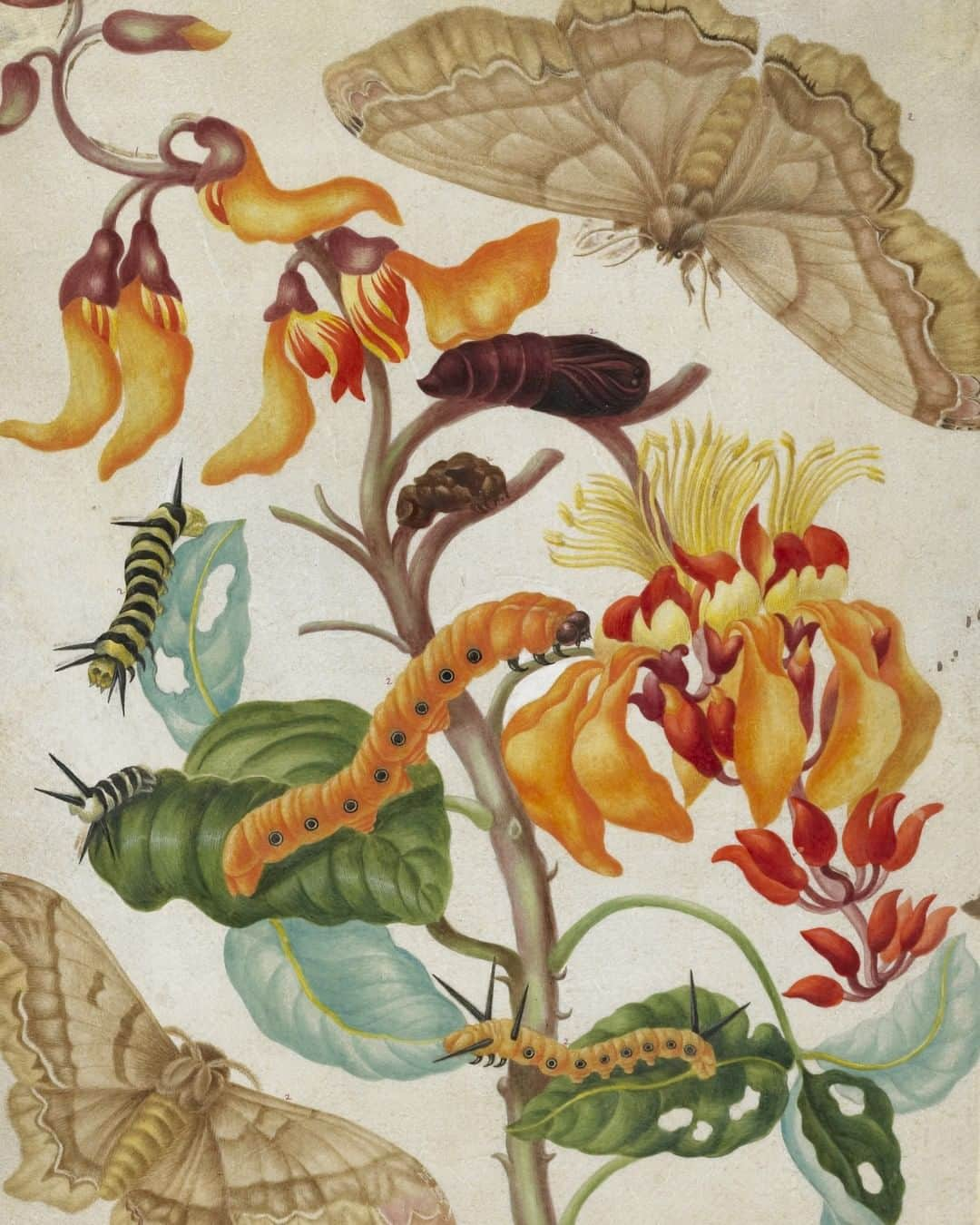 大英博物館さんのインスタグラム写真 - (大英博物館Instagram)「Trailblazing botanical artist Maria Sibylla Merian was born #OnThisDay in 1647 🦜🦋🌿  Maria Sibylla Merian was a botanical artist of exceptional originality and a respected scholar of the natural sciences. She was also a successful businesswoman who paid little attention to the conventions of her day.  Her fame stems from a remarkable journey from 1699 to 1701 to the Dutch colony of Surinam on the equatorial northeast coast of South America. Today, Suriname is the smallest independent country in South America. Made at her own expense, she was accompanied by her younger daughter Dorothea.   The trip resulted in a magnificent work, ‘Metamorphosis insectorum Surinamensium’ (The transformation of the insects of Suriname) published in Amsterdam in 1705, which brought her international acclaim.  As well as being an important contribution to natural science, her illustrations were admired for their magnificent details and lifelike feel 🦟🦗🐛  Read more about Maria Merian’s life via the link in our bio.  🔎 Maria Sibylla Merian (1647–1717), ‘A Muscovy duck, standing on the head of a snake, the tail in its mouth’ from the album ‘Merian’s drawings of Surinam Insects’. Watercolour and bodycolour on vellum, about 1701–1705.   🔎 Maria Sibylla Merian (1647–1717), ‘Life cycles of two moths’ from the album ‘Merian’s drawings of Surinam Insects’. Watercolour and bodycolour on vellum, about 1701–1705.   🔎 Maria Sibylla Merian (1647–1717), ‘Golden Plover with examples of two butterflies’ from the album ‘Merian’s drawings of Surinam Insects’. Watercolour and bodycolour on vellum, about 1701–1705.   🔎 Maria Sibylla Merian (1647–1717), ‘Pineapple and examples of five insects’ from the album ‘Merian’s drawings of Surinam Insects’. Watercolour and bodycolour on vellum, about 1701–1705.   #BritishMuseum #WomenArtists #NaturalHistory #MariaSibyllaMerian」4月2日 18時30分 - britishmuseum