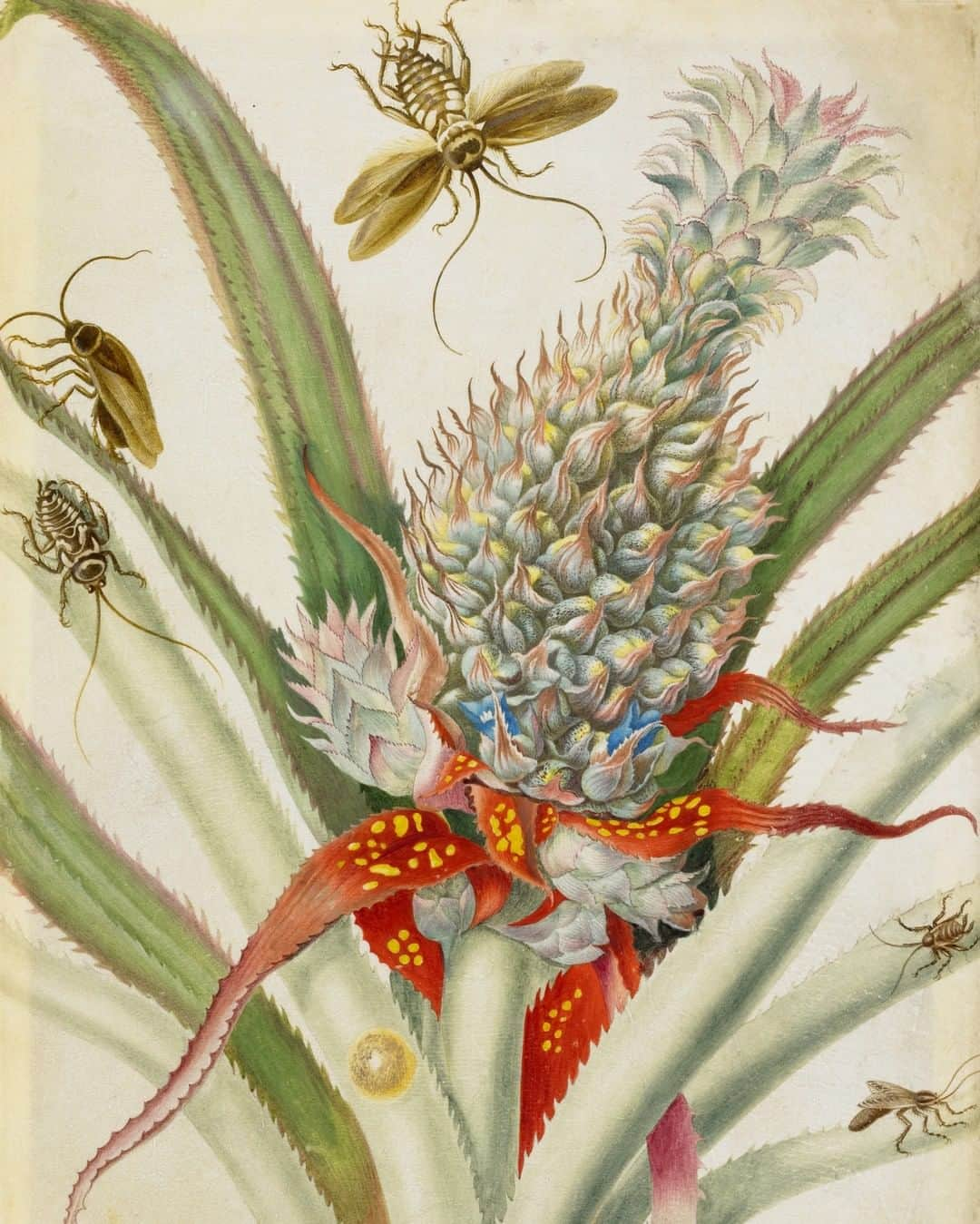 大英博物館さんのインスタグラム写真 - (大英博物館Instagram)「Trailblazing botanical artist Maria Sibylla Merian was born #OnThisDay in 1647 🦜🦋🌿  Maria Sibylla Merian was a botanical artist of exceptional originality and a respected scholar of the natural sciences. She was also a successful businesswoman who paid little attention to the conventions of her day.  Her fame stems from a remarkable journey from 1699 to 1701 to the Dutch colony of Surinam on the equatorial northeast coast of South America. Today, Suriname is the smallest independent country in South America. Made at her own expense, she was accompanied by her younger daughter Dorothea.   The trip resulted in a magnificent work, ‘Metamorphosis insectorum Surinamensium’ (The transformation of the insects of Suriname) published in Amsterdam in 1705, which brought her international acclaim.  As well as being an important contribution to natural science, her illustrations were admired for their magnificent details and lifelike feel 🦟🦗🐛  Read more about Maria Merian’s life via the link in our bio.  🔎 Maria Sibylla Merian (1647–1717), ‘A Muscovy duck, standing on the head of a snake, the tail in its mouth’ from the album ‘Merian’s drawings of Surinam Insects’. Watercolour and bodycolour on vellum, about 1701–1705.   🔎 Maria Sibylla Merian (1647–1717), ‘Life cycles of two moths’ from the album ‘Merian’s drawings of Surinam Insects’. Watercolour and bodycolour on vellum, about 1701–1705.   🔎 Maria Sibylla Merian (1647–1717), ‘Golden Plover with examples of two butterflies’ from the album ‘Merian’s drawings of Surinam Insects’. Watercolour and bodycolour on vellum, about 1701–1705.   🔎 Maria Sibylla Merian (1647–1717), ‘Pineapple and examples of five insects’ from the album ‘Merian’s drawings of Surinam Insects’. Watercolour and bodycolour on vellum, about 1701–1705.   #BritishMuseum #WomenArtists #NaturalHistory #MariaSibyllaMerian」4月2日 18時30分 - britishmuseum