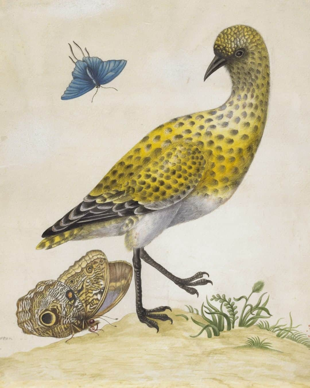 大英博物館さんのインスタグラム写真 - (大英博物館Instagram)「Trailblazing botanical artist Maria Sibylla Merian was born #OnThisDay in 1647 🦜🦋🌿  Maria Sibylla Merian was a botanical artist of exceptional originality and a respected scholar of the natural sciences. She was also a successful businesswoman who paid little attention to the conventions of her day.  Her fame stems from a remarkable journey from 1699 to 1701 to the Dutch colony of Surinam on the equatorial northeast coast of South America. Today, Suriname is the smallest independent country in South America. Made at her own expense, she was accompanied by her younger daughter Dorothea.   The trip resulted in a magnificent work, ‘Metamorphosis insectorum Surinamensium’ (The transformation of the insects of Suriname) published in Amsterdam in 1705, which brought her international acclaim.  As well as being an important contribution to natural science, her illustrations were admired for their magnificent details and lifelike feel 🦟🦗🐛  Read more about Maria Merian’s life via the link in our bio.  🔎 Maria Sibylla Merian (1647–1717), ‘A Muscovy duck, standing on the head of a snake, the tail in its mouth’ from the album ‘Merian’s drawings of Surinam Insects’. Watercolour and bodycolour on vellum, about 1701–1705.   🔎 Maria Sibylla Merian (1647–1717), ‘Life cycles of two moths’ from the album ‘Merian’s drawings of Surinam Insects’. Watercolour and bodycolour on vellum, about 1701–1705.   🔎 Maria Sibylla Merian (1647–1717), ‘Golden Plover with examples of two butterflies’ from the album ‘Merian’s drawings of Surinam Insects’. Watercolour and bodycolour on vellum, about 1701–1705.   🔎 Maria Sibylla Merian (1647–1717), ‘Pineapple and examples of five insects’ from the album ‘Merian’s drawings of Surinam Insects’. Watercolour and bodycolour on vellum, about 1701–1705.   #BritishMuseum #WomenArtists #NaturalHistory #MariaSibyllaMerian」4月2日 18時30分 - britishmuseum