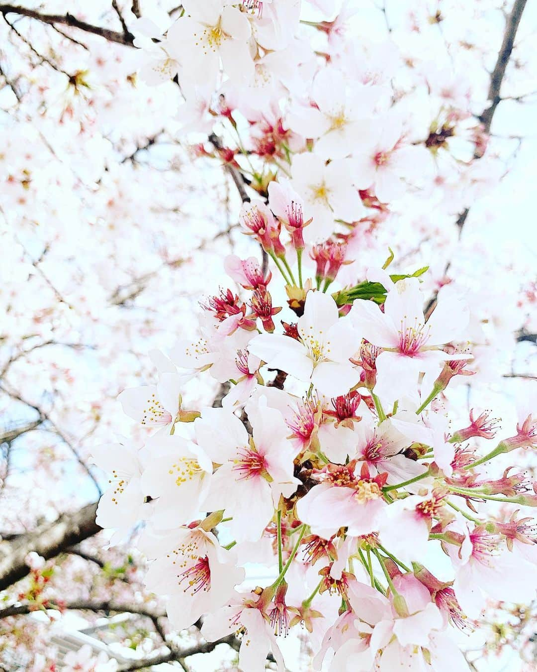 七瀬遥のインスタグラム：「🌸✨🌸さくら🌸✨🌸  今年も綺麗☺️🌸🌸🌸　　　  🌸🌸🌸🌸🌸🌸🌸  #さくら#桜#サクラ#flower#beautiful #happy #healthy#delicious #day#life#smile#fun#love#model#good#friend#family#happiness#good#tokyo#japan」