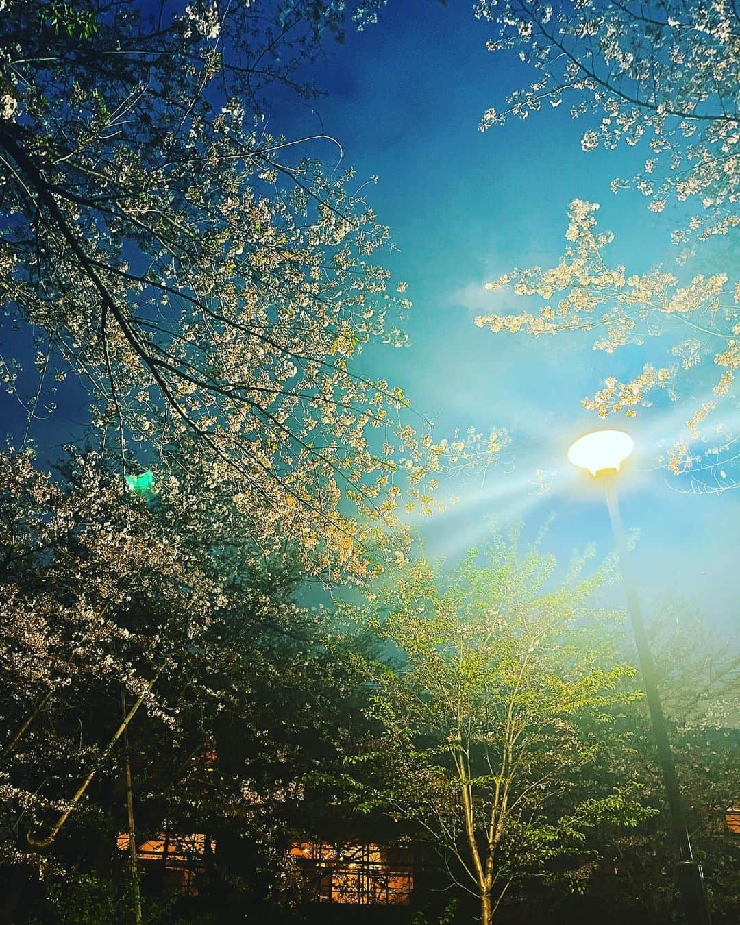 tokuのインスタグラム：「お花見🌸🍡」