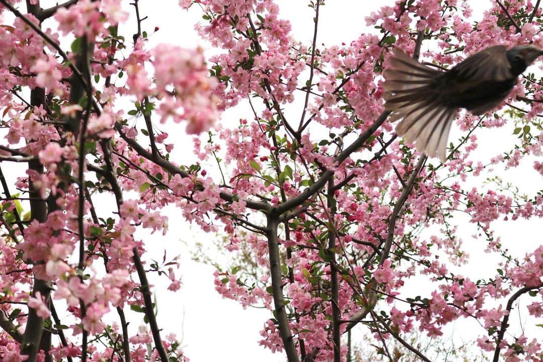 前野えまさんのインスタグラム写真 - (前野えまInstagram)「今日も桜が綺麗でした🌸 ・ ・ #桜  #桜のある風景  #春休みもあと少し   #cherryblossom  #springvacation  #girlportrait #actress #actor #girl #photography #portrait #japanesegirl #portraitphotography #daily_phot_jpn #japan_daytime_view」4月2日 18時33分 - maeno_ema
