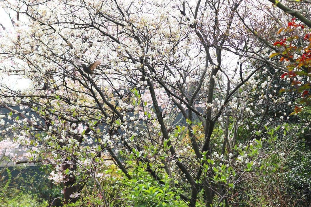 前野えまさんのインスタグラム写真 - (前野えまInstagram)「今日も桜が綺麗でした🌸 ・ ・ #桜  #桜のある風景  #春休みもあと少し   #cherryblossom  #springvacation  #girlportrait #actress #actor #girl #photography #portrait #japanesegirl #portraitphotography #daily_phot_jpn #japan_daytime_view」4月2日 18時33分 - maeno_ema