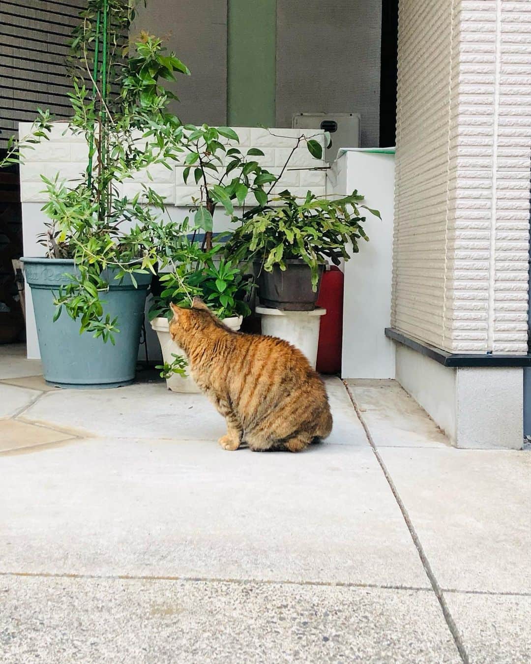 田上よしえさんのインスタグラム写真 - (田上よしえInstagram)「触らせてくれた💕  #今日のかわいこちゃん  #cat」4月2日 18時36分 - tanoueyoshie