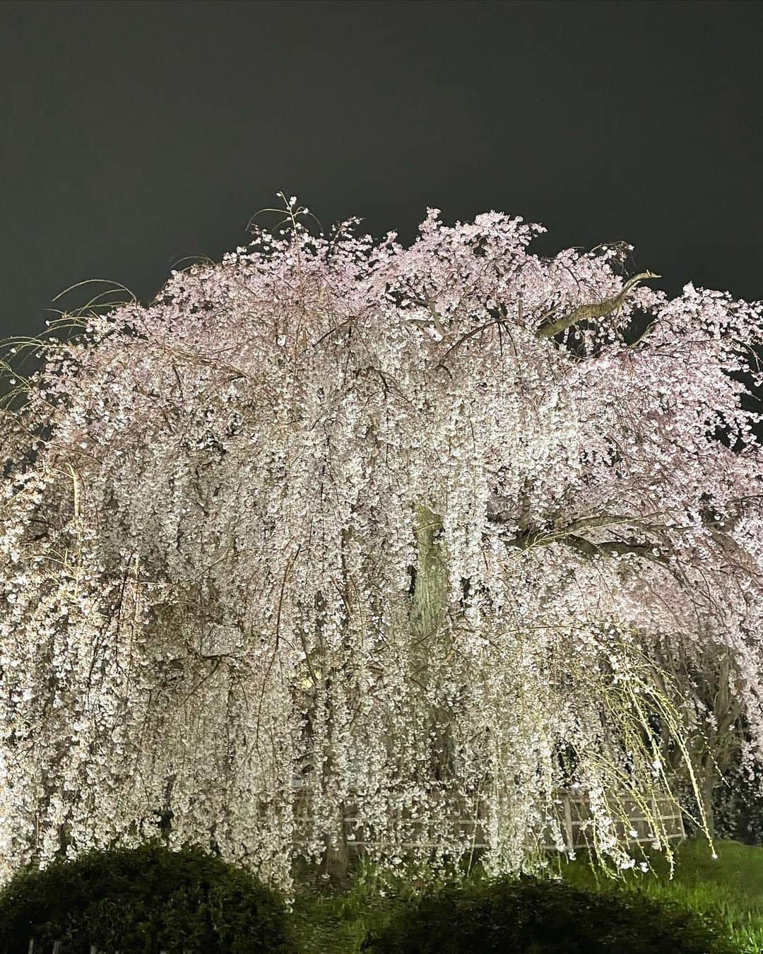 MIIさんのインスタグラム写真 - (MIIInstagram)「夜桜o0☔️ 向かってる途中に雨降ってきて 屋台も何もなくて一瞬で撤退☔️☔️ しょんぼりな日でした☔️☔️ ． ． ． ． ． #夜桜 #円山公園 #京都 #雨 #☔️ #followｍe #instagood #❤️」4月2日 18時50分 - miho0129xx