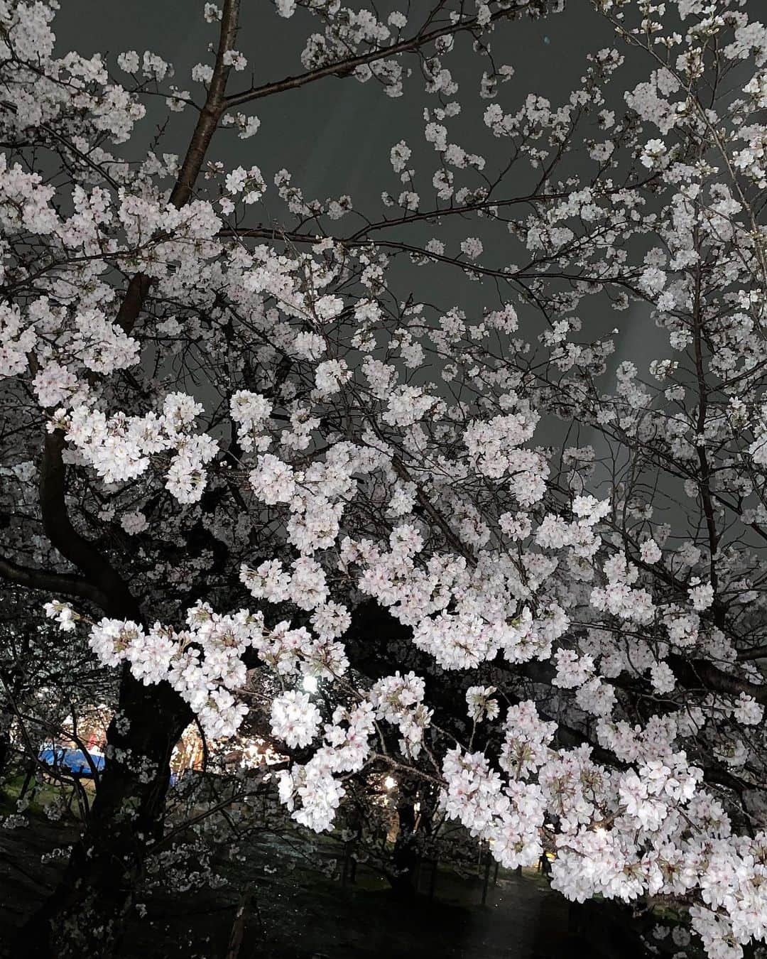 MIIさんのインスタグラム写真 - (MIIInstagram)「夜桜o0☔️ 向かってる途中に雨降ってきて 屋台も何もなくて一瞬で撤退☔️☔️ しょんぼりな日でした☔️☔️ ． ． ． ． ． #夜桜 #円山公園 #京都 #雨 #☔️ #followｍe #instagood #❤️」4月2日 18時50分 - miho0129xx