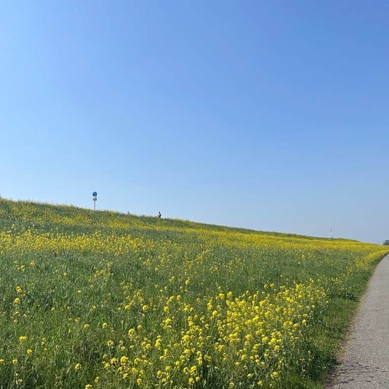犬塚ヒカリのインスタグラム：「新年度がんばるぞ〜！ #菜の花 綺麗で📸」