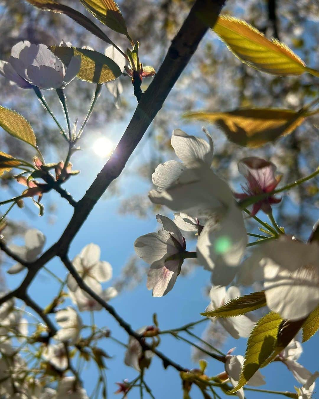 小西真奈美さんのインスタグラム写真 - (小西真奈美Instagram)「森の勉強を兼ねてのお花見。  タケノコを採ったのは、正確には私じゃなくて、 森に導いてくださった方です。 私はスコップの使い方が下手すぎました😂  #森 #森林浴 #Shinrinyoku #勉強 #お花見 #桜 #タケノコ」4月2日 18時52分 - manami.official