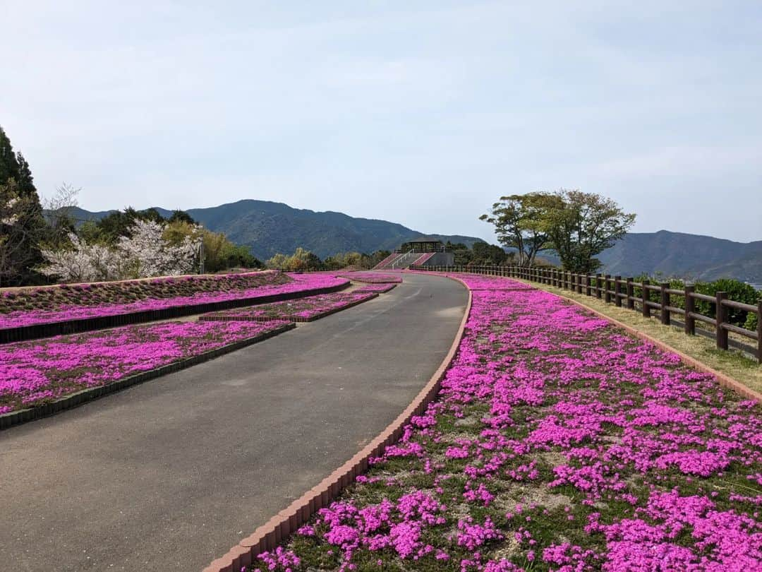 岩野理沙のインスタグラム：「#米水津　#空の展望所　#芝桜　#ピンクの絨毯　#空　#海　#絶景　#絶景スポット　#春　#ピンク　#佐伯」