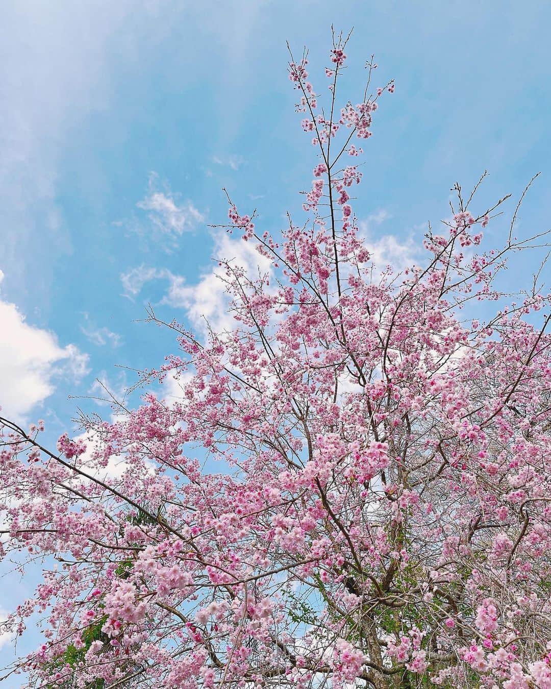 中村里帆さんのインスタグラム写真 - (中村里帆Instagram)「今年はクロとお花見ができました🌸 先日ウォーキングイベントで訪れた仁淀川町のひょうたん桜公園へ。前回はまだ蕾だったので咲いている姿も見たくてリベンジしてきました☺️  そして4月になったということは！ いよいよ明日から #らんまん の放送が始まります！ 明日は高知駅前の広場で開催される 『連続テレビ小説らんまん第一回を見る会』に参加します！ 高知県民の皆さんと記念すべき一回目を一緒に観られるなんて本当に嬉しいです...😭  明日から半年間、一緒にらんまんの世界を、万太郎さんの冒険を楽しみましょう🌱」4月2日 19時00分 - __rihostagram__
