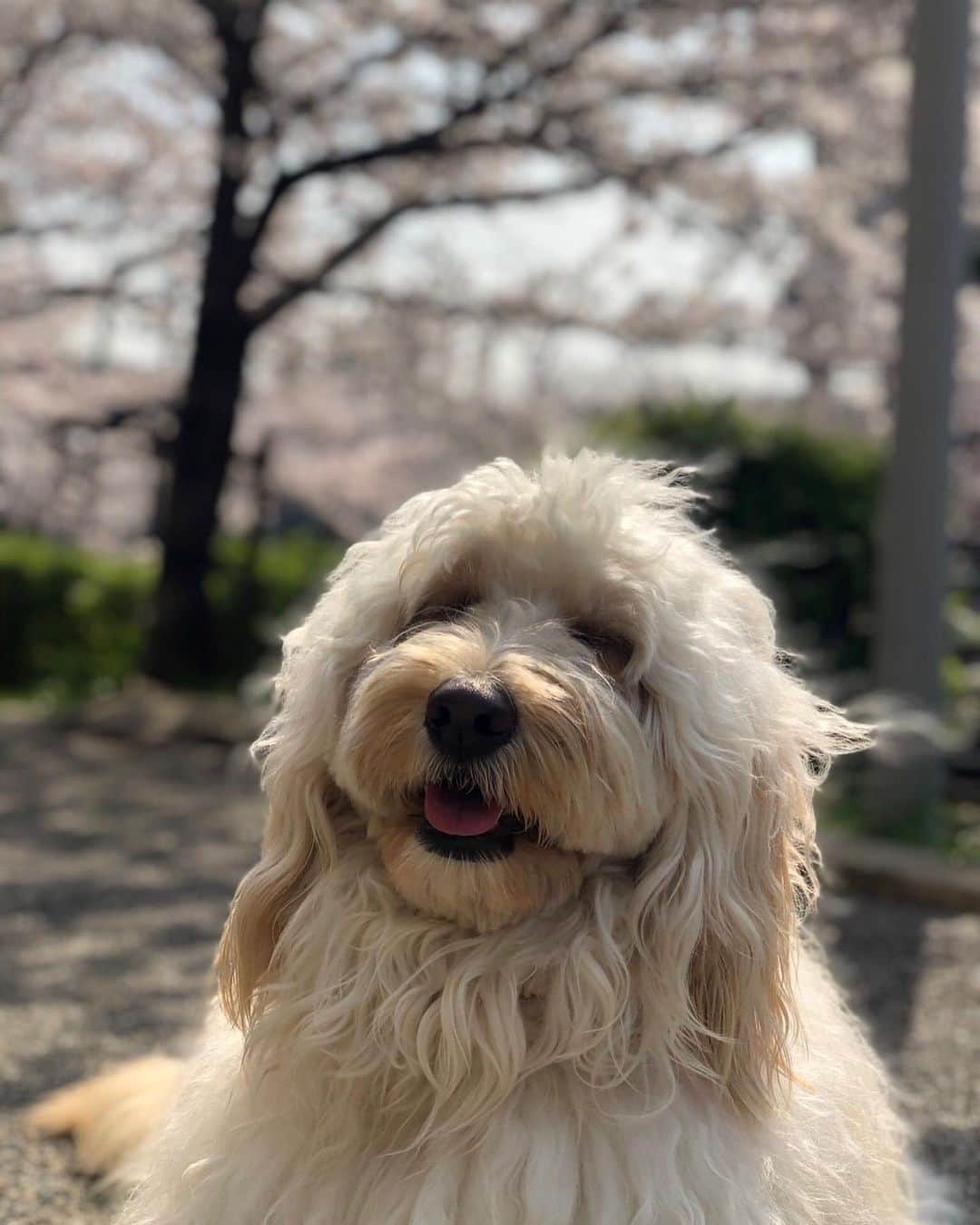 三浦孝太さんのインスタグラム写真 - (三浦孝太Instagram)「🫶❤️ #桜  #sakura」4月2日 19時02分 - kota_miura_official
