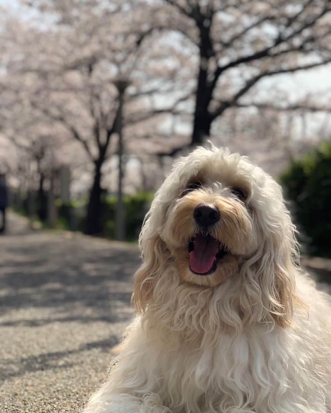 三浦孝太のインスタグラム：「🫶❤️ #桜  #sakura」