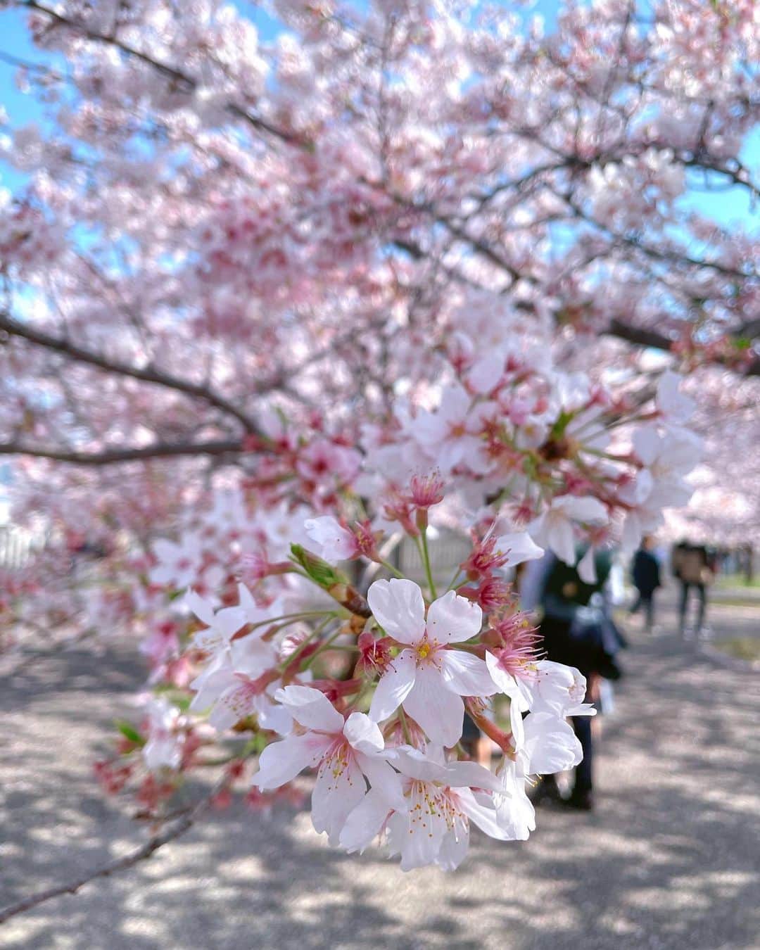 こばしり。さんのインスタグラム写真 - (こばしり。Instagram)「さくら〜🌸 友達と遊んだ時に丁度桜が綺麗に咲いてて1時間くらいはしゃいでた💭 みんな今年はもう桜見れた？🌸  うちは今年2回見れた🌸」4月2日 19時03分 - lovetomato_24