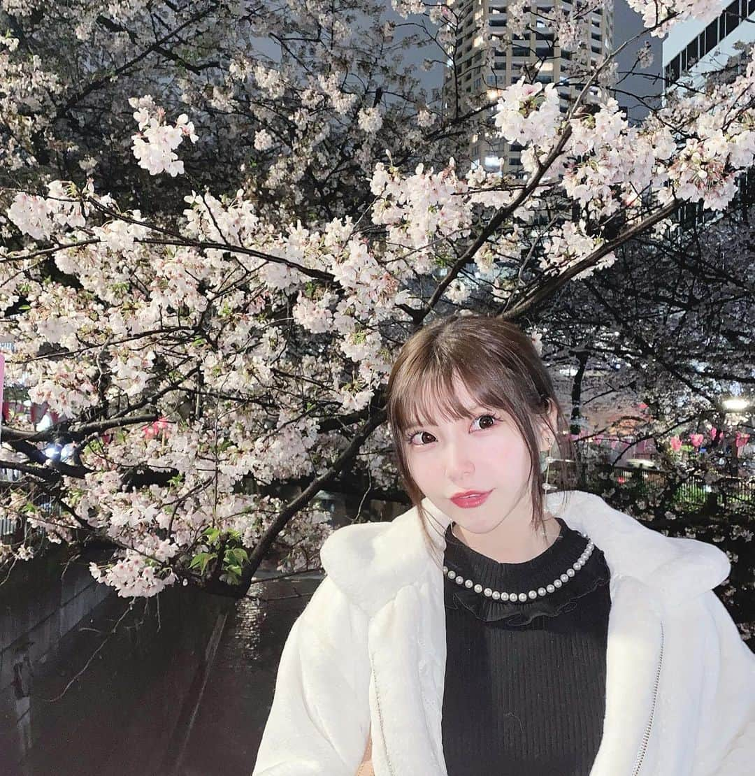 葵ローズさんのインスタグラム写真 - (葵ローズInstagram)「儚さがある桜がすきです」4月2日 19時14分 - aoirose__11