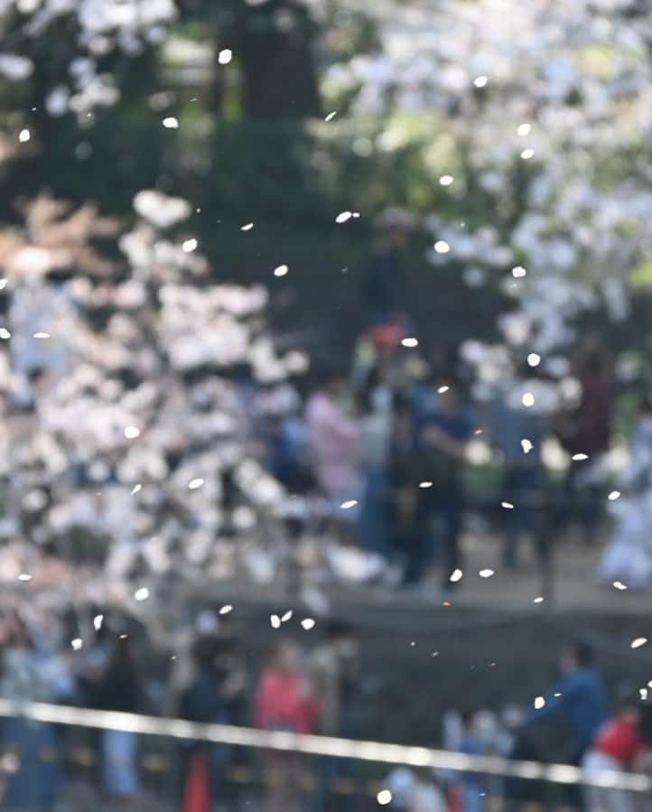 ふかしのインスタグラム：「桜は儚く美しい 私は雑草のようにしぶとく生きたい  #桜  #桜ふぶき  #北の丸公園  #千鳥ヶ淵  #cherryblossom  #sakura」