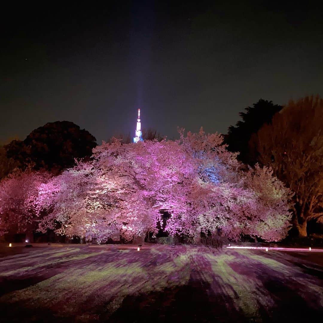 Yuupyonさんのインスタグラム写真 - (YuupyonInstagram)「🌸🫧🏮🩷 ⁡ ⁡ NAKED桜の新宿御苑🌸2023 @naked_inc  ⁡ ネイキッドの東京の夜のお花見の特別事前内覧会に 招待していただきました₍ᐢ.ˬ.ᐡ₎ ⁡ 色々な種類の桜があって更に プロジェクションマッピングやフード、ドリンク １日じゃ足りないくらいの沢山のコンテンツがあったよ！ 期間中にもう1度は絶対に行きたい😭😭 ⁡ ⁡ ⁡ 場所：新宿御苑（入場は新宿門） 期間：2023年3月31日（金）～4月23日（日） 時間：19:00～21:00（閉門 22:00）  ※18:00閉園後に新宿門を再開門 詳細：https://event.naked.works/shinjukugyoen/ ⁡ ⁡ #ネイキッドインク#nakedinc#新宿御苑#桜#花見スポット#東京花見#東京観光#桜フード#春#春服#sakura#pink#tokyo#🌸」4月2日 19時19分 - pyon_1211