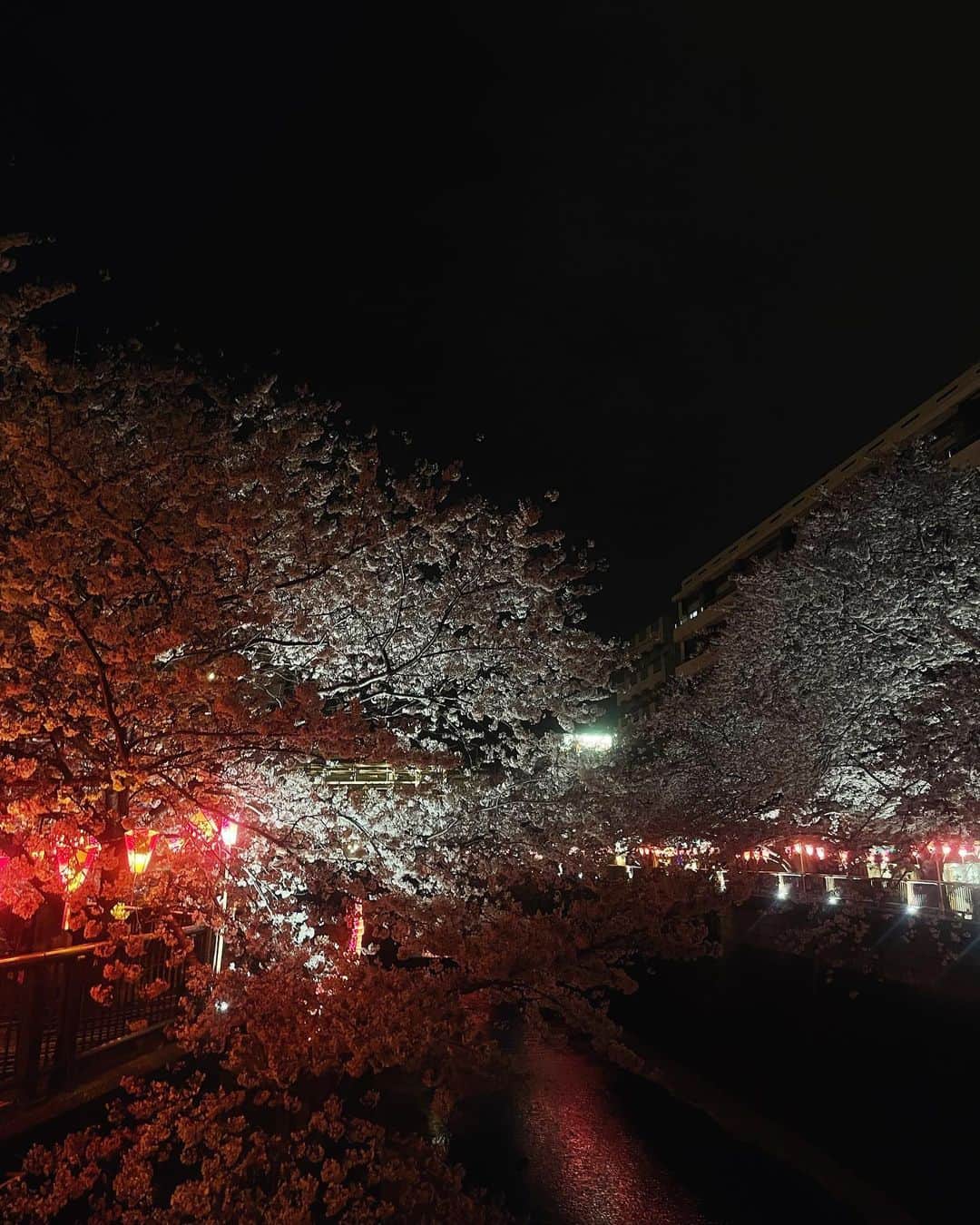 江藤百香さんのインスタグラム写真 - (江藤百香Instagram)「ギリギリ！夜桜見にいけました  美しかった〜〜お散歩するだけで幸せな気分 また来年！🌸👋 #中目黒桜」4月2日 19時30分 - momokaeto
