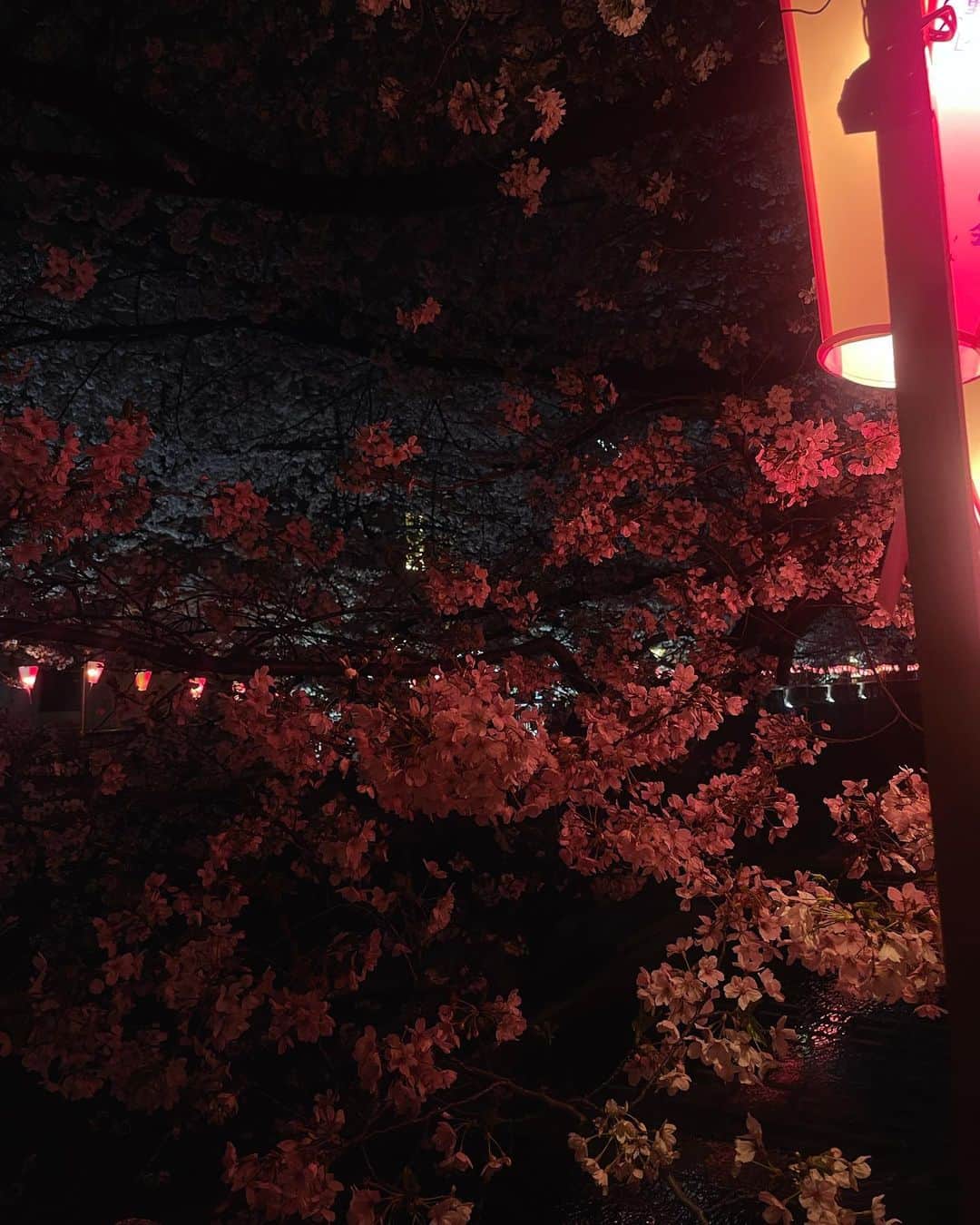 江藤百香さんのインスタグラム写真 - (江藤百香Instagram)「ギリギリ！夜桜見にいけました  美しかった〜〜お散歩するだけで幸せな気分 また来年！🌸👋 #中目黒桜」4月2日 19時30分 - momokaeto