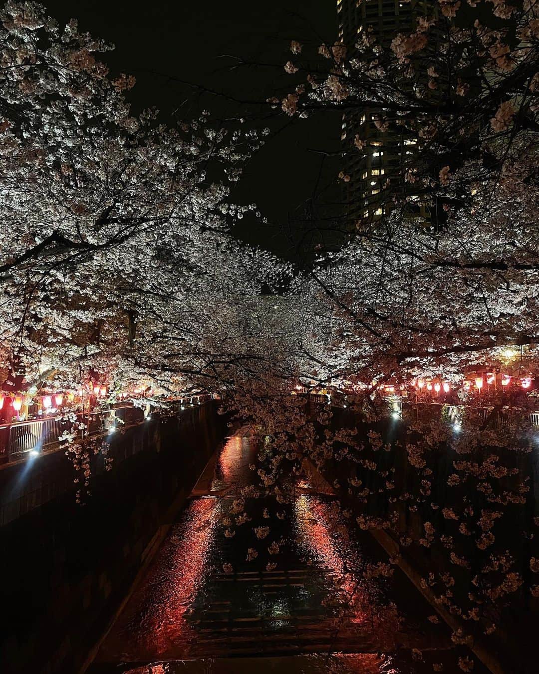 江藤百香のインスタグラム：「ギリギリ！夜桜見にいけました  美しかった〜〜お散歩するだけで幸せな気分 また来年！🌸👋 #中目黒桜」