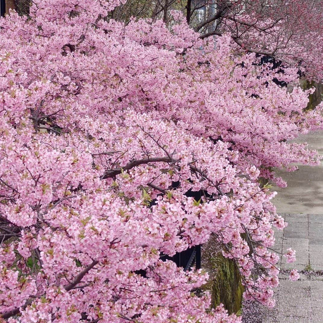 Yuka Kaedeさんのインスタグラム写真 - (Yuka KaedeInstagram)「. . #河津桜 . . . . #_asyuka_ #cherryblossom #beautifuljapan #japantrip #japan_art_photogaphy #beautifuldestinations #beautifulworld #worldshotz #beautifulplaces #worldcaptures #flowerphotography #flowerlovers」4月2日 19時31分 - _asyuka_