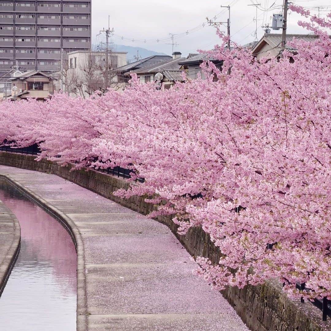 Yuka Kaedeのインスタグラム：「. . #河津桜 . . . . #_asyuka_ #cherryblossom #beautifuljapan #japantrip #japan_art_photogaphy #beautifuldestinations #beautifulworld #worldshotz #beautifulplaces #worldcaptures #flowerphotography #flowerlovers」
