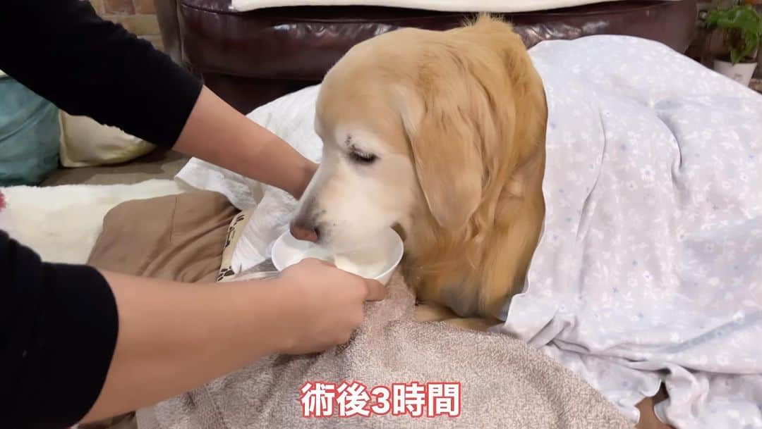 まゆみのインスタグラム：「。 。  Ah-chan had her fifth surgery.  Three hours after the operation, she felt very well.  Ah-chan will still do her best. 。 みなさん いつもいつも心配してくれてありがとうございます🙇‍♀️💦 。 術後三時間のあーちゃんは いつも通りヤギミルク爆飲みでした🙏✨ 。 傷が2カ所だったから いつもより思うようにいかないようでした。 。 しかしいつも通りのミラクルな復活ぶりで 安心出来ました🙇‍♀️ 。 #元気過ぎる為元気玉一旦ストップしてください😂 。 。 #術後24時間のあーちゃん #YouTube 。 #いんたぺいきたかったとおもーの」