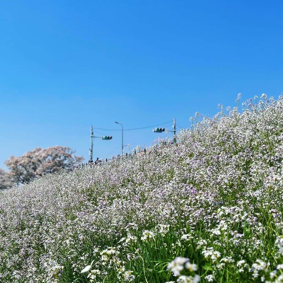 馬場俊英さんのインスタグラム写真 - (馬場俊英Instagram)「春の土手。いい日曜日。」4月2日 19時27分 - babatoshihide