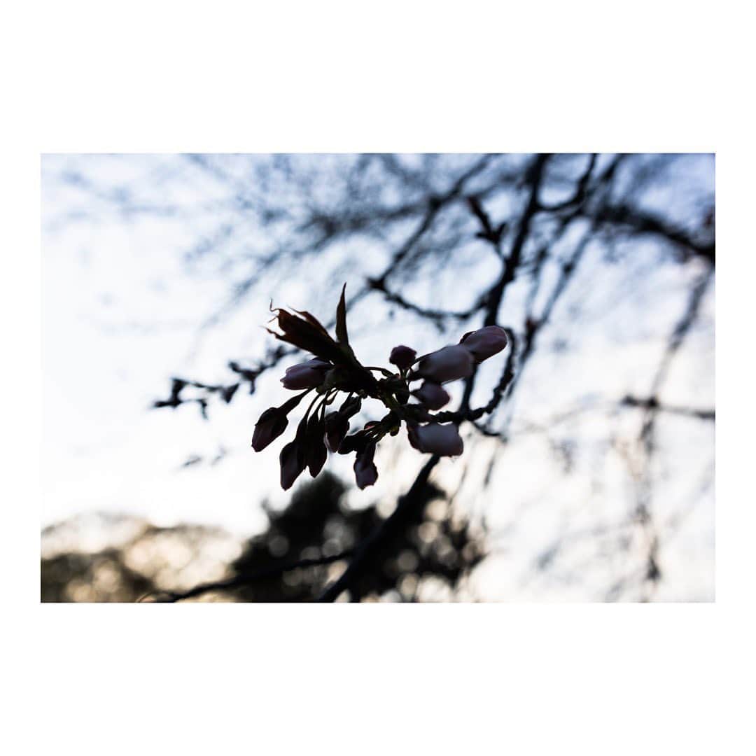丸山未沙希さんのインスタグラム写真 - (丸山未沙希Instagram)「. 日が傾き始めた夕方の桜とつぼみ  歳を重ねた桜ほど 咲くのがほんのすこし早まるらしいですよ  そう思って木々を眺めてみると それぞれ個性があって楽しさ倍増でした。  #4月 #新年度 #はじまり #お花見 #桜 #さくら #sakura #春 #vs花粉症 #夕方 #散歩 #代々木公園 #歩く #ソフトクリーム #デジタル一眼 #一眼レフ #カメラ #写真 #単焦点レンズ #写真初心者 #カメラ初心者 #写真勉強中 #camera #Photo #photo_jpn #日常写真 #日々の写真 #日々のこと #写真日記」4月2日 19時39分 - mii_mrym