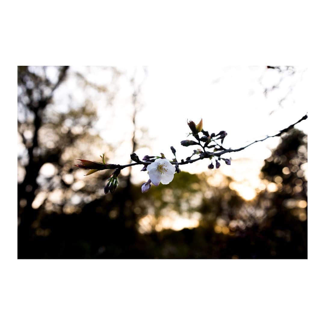 丸山未沙希のインスタグラム：「. 日が傾き始めた夕方の桜とつぼみ  歳を重ねた桜ほど 咲くのがほんのすこし早まるらしいですよ  そう思って木々を眺めてみると それぞれ個性があって楽しさ倍増でした。  #4月 #新年度 #はじまり #お花見 #桜 #さくら #sakura #春 #vs花粉症 #夕方 #散歩 #代々木公園 #歩く #ソフトクリーム #デジタル一眼 #一眼レフ #カメラ #写真 #単焦点レンズ #写真初心者 #カメラ初心者 #写真勉強中 #camera #Photo #photo_jpn #日常写真 #日々の写真 #日々のこと #写真日記」