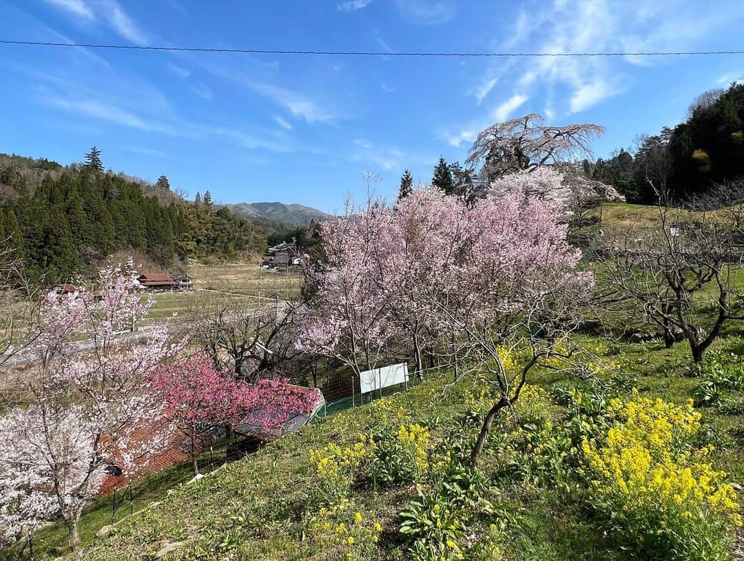 杉野希妃さんのインスタグラム写真 - (杉野希妃Instagram)「与一野のしだれ桜🌸 有名な公園や観光名所の豪華絢爛な桜も素晴らしいけれど、こういう山の中に点在する桜こそ日本の美が息づいているよなと思ったりもする。」4月2日 19時39分 - kikisugino