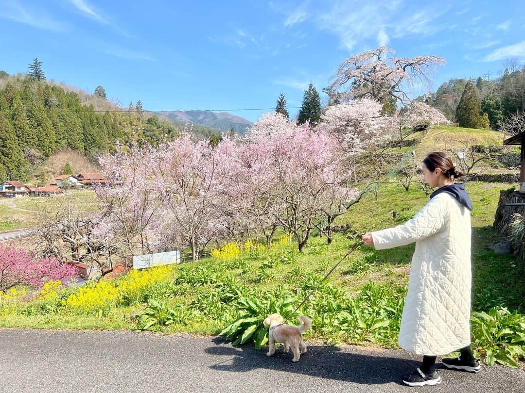 杉野希妃のインスタグラム：「与一野のしだれ桜🌸 有名な公園や観光名所の豪華絢爛な桜も素晴らしいけれど、こういう山の中に点在する桜こそ日本の美が息づいているよなと思ったりもする。」