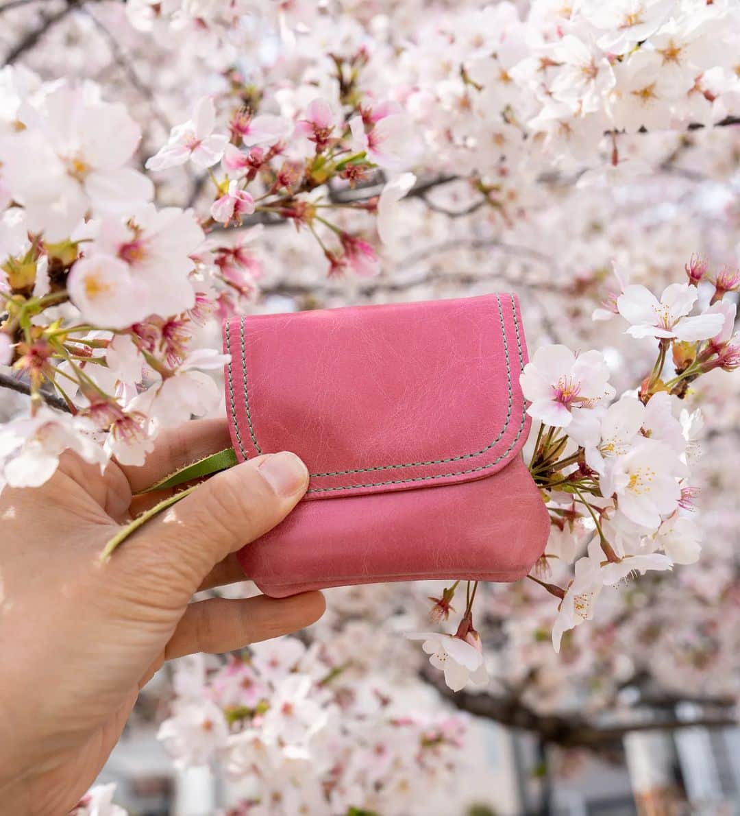のインスタグラム：「満開の桜。 「Candy」シリーズのお財布と。  #paccapacca  #キャンディ」